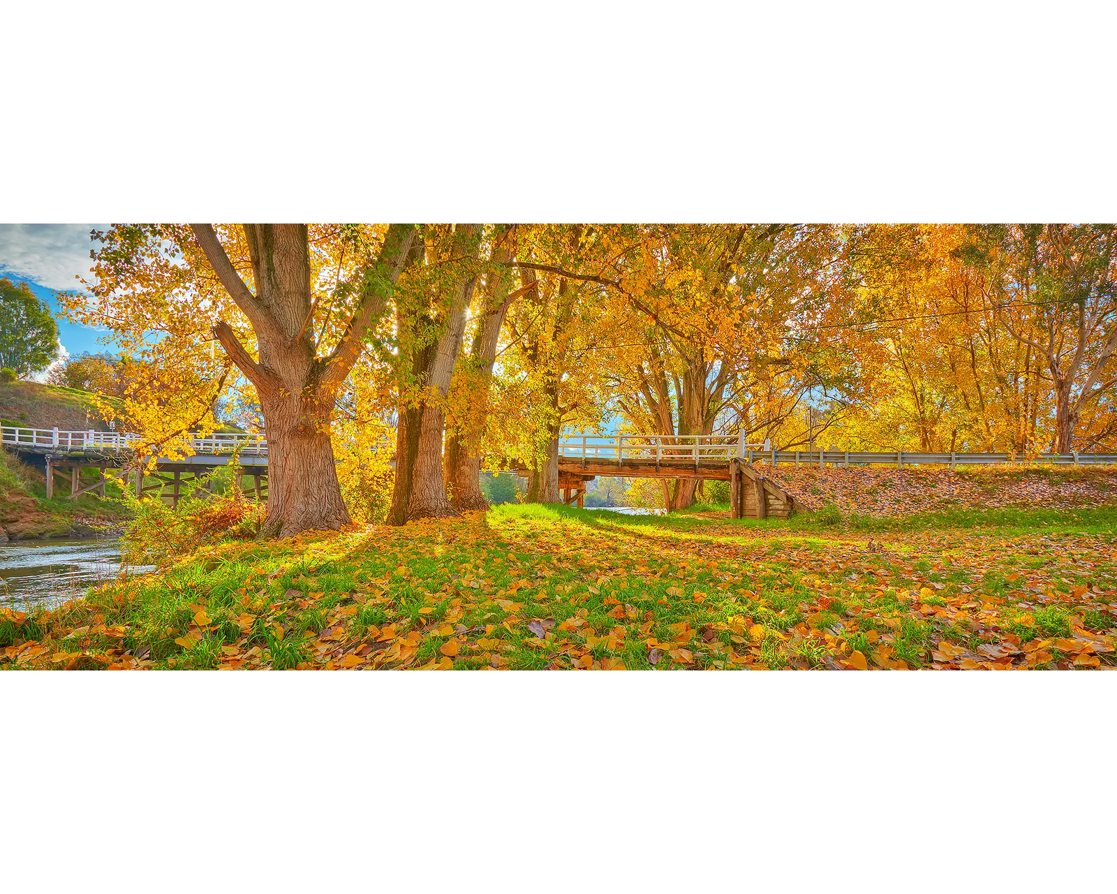 Autumn by the Murray. Autumn leaves  at sunset next to the Murray River, New South Wales, Australia. 