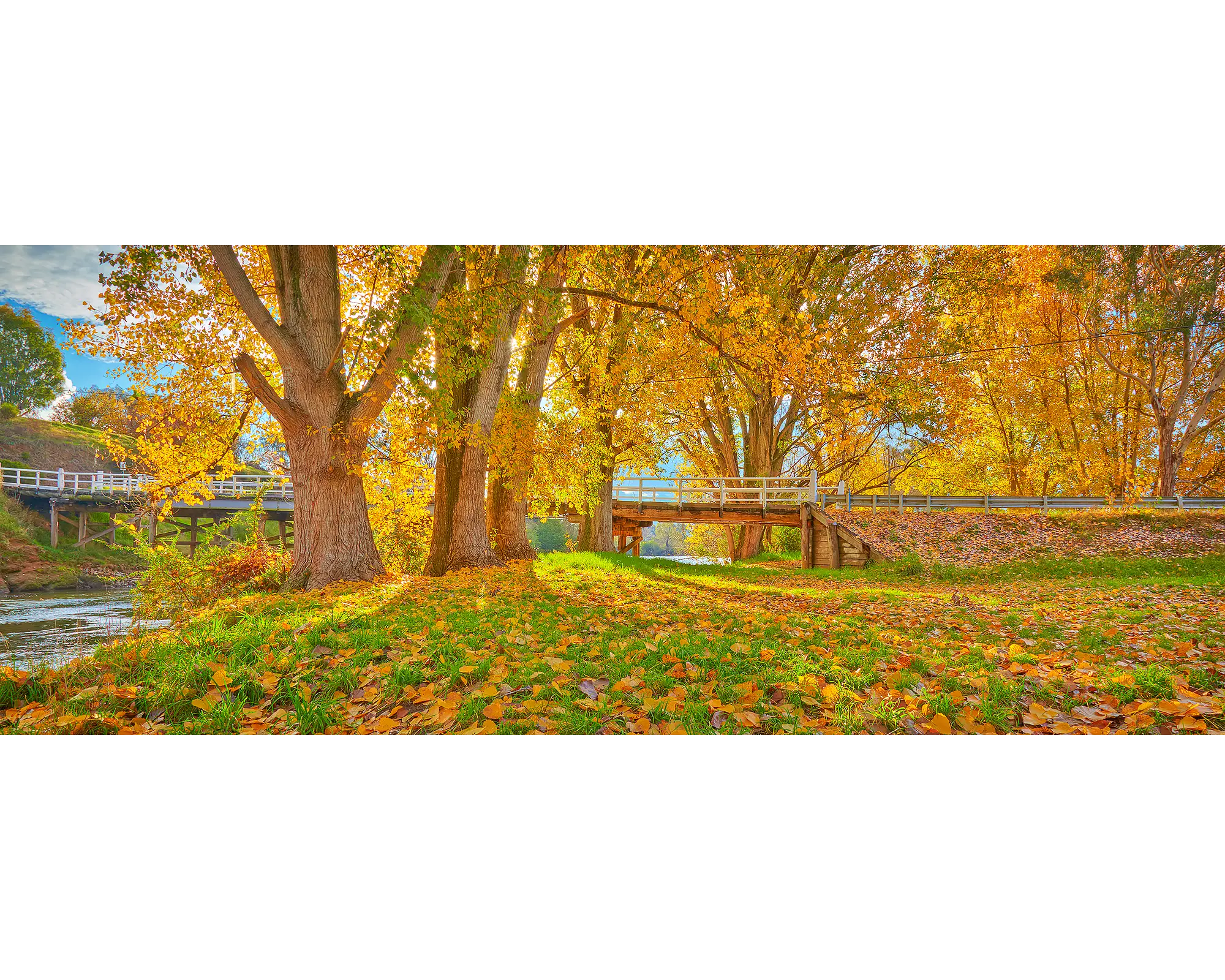 AutumnAutumn leaves next to Murray River at sunset.