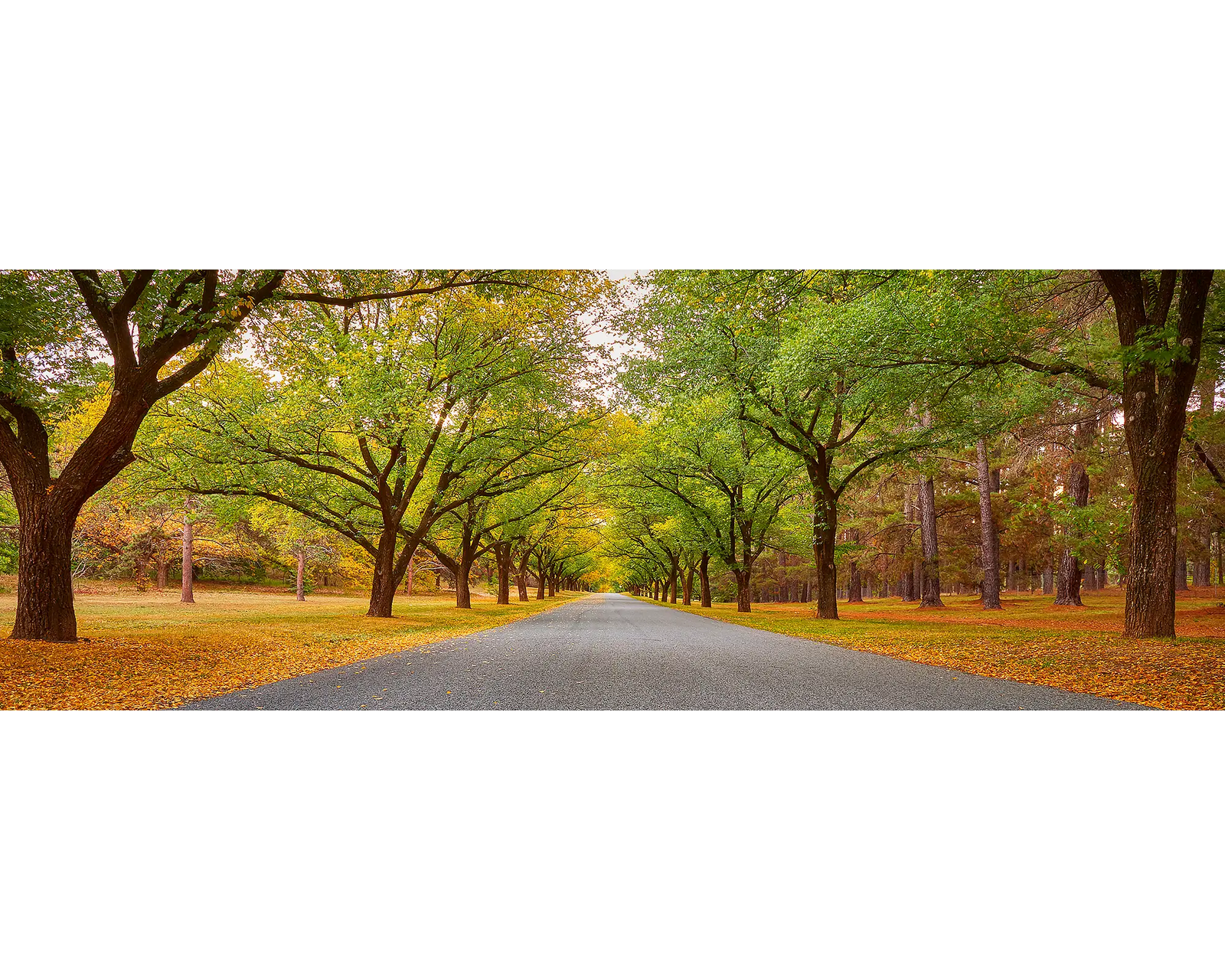 Trees lining the Governor General's driveway in Canberra. 