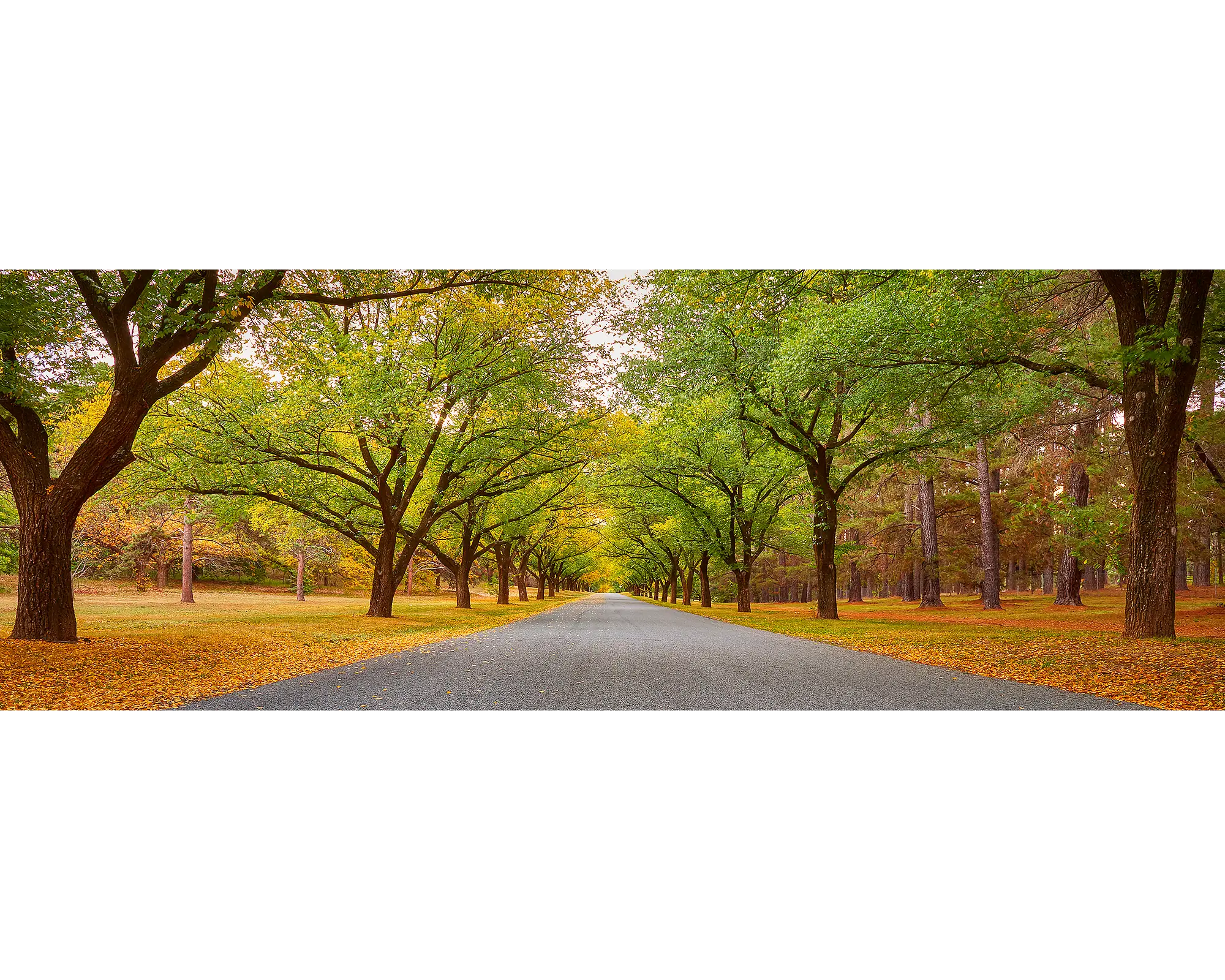 Trees lining the Governor General's driveway in Canberra. 