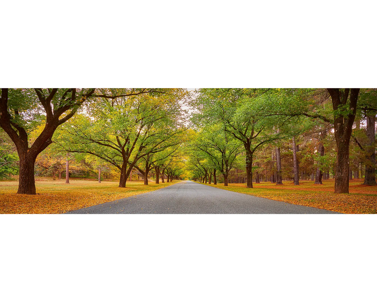 Autumn Drive - Governor General&#39;s driveway, Canberra