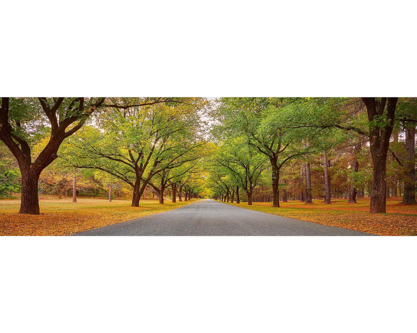 Autumn Drive. Governor General's driveway, Canberra