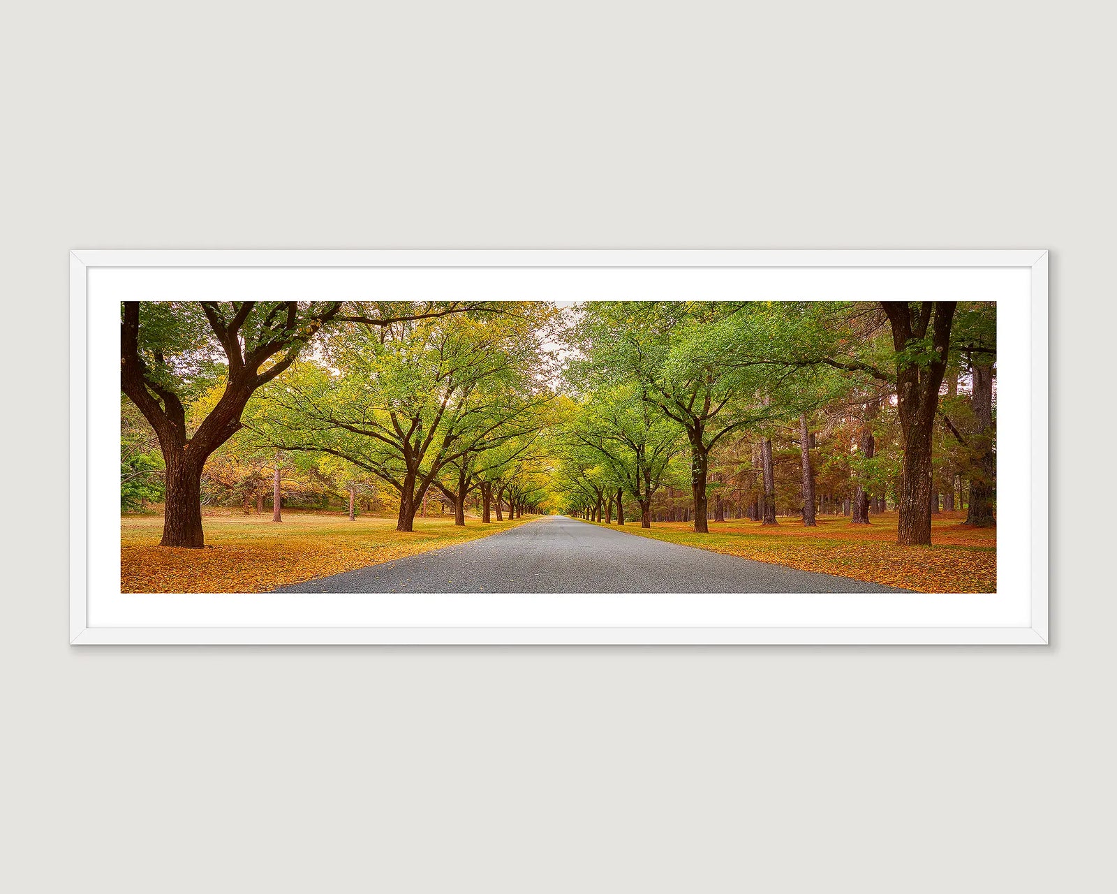 Framed photographic print of the Governor General's Driveway, on an autumn day in Yarralumla, Canberra. 