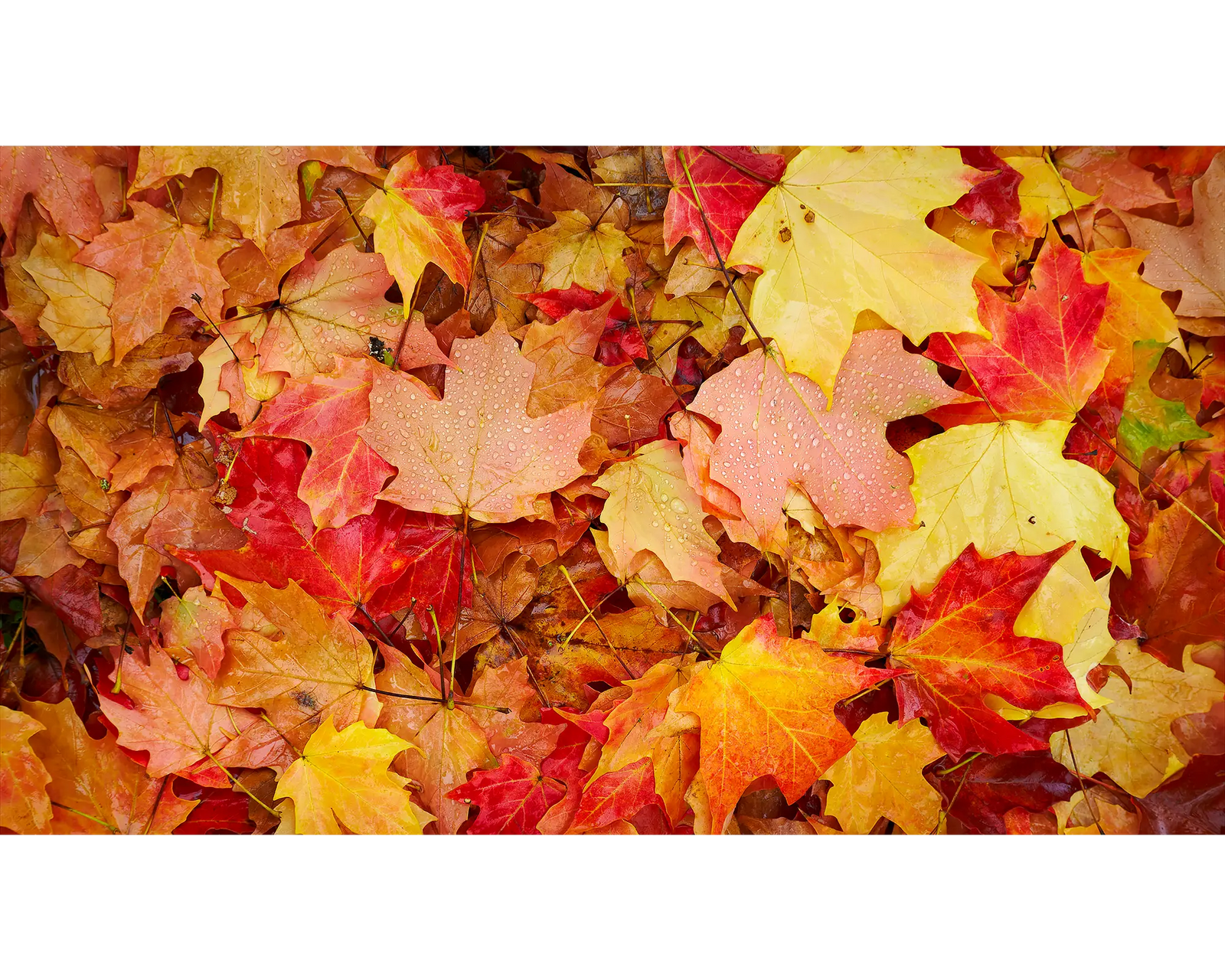 Autumn Layers. Leaves on the ground, Bright, Victoria, Australia.