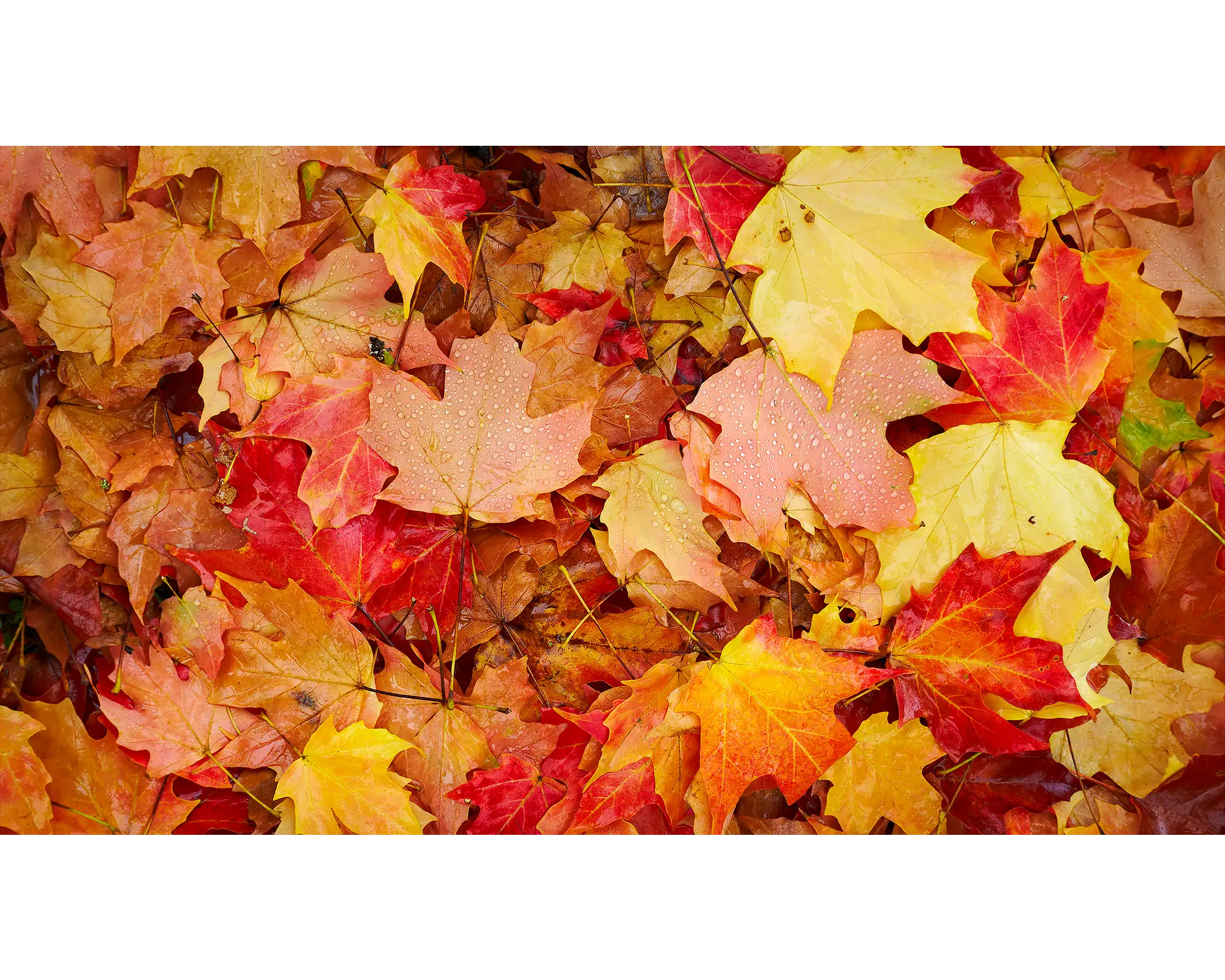 Autumn layers of leaves on the ground, Bright, Victoria, Australia.