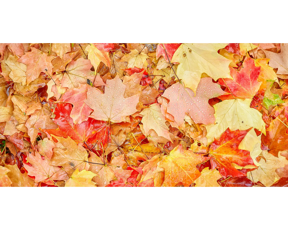 Autumn Layers. Wet autumn leaves on the ground, Bright, Victoria.