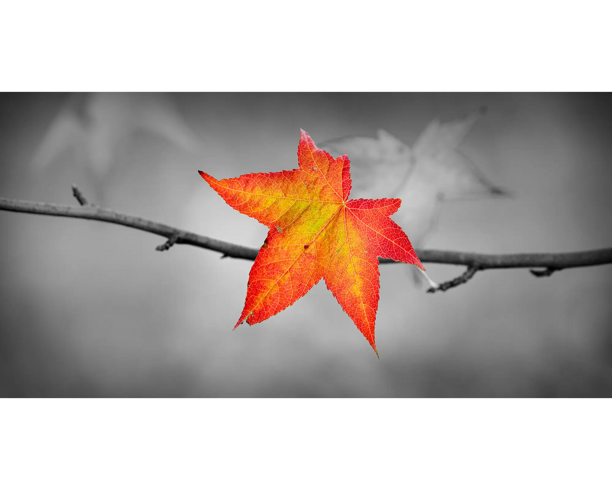 Autumn leaf against black and white background.