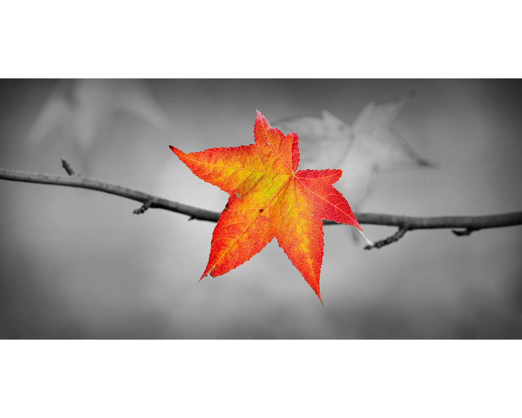 Autumn leaf against black and white background.