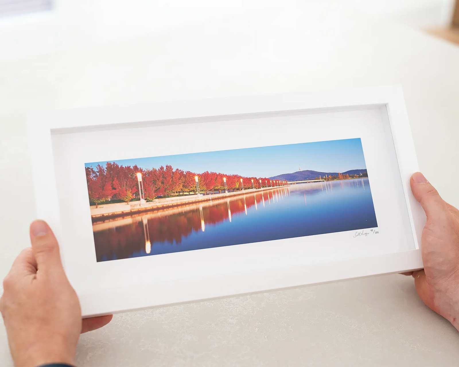 Framed photograph of a row of trees turning red in autumn, along Lake Burley Griffin on a blue sky day in Canberra. 