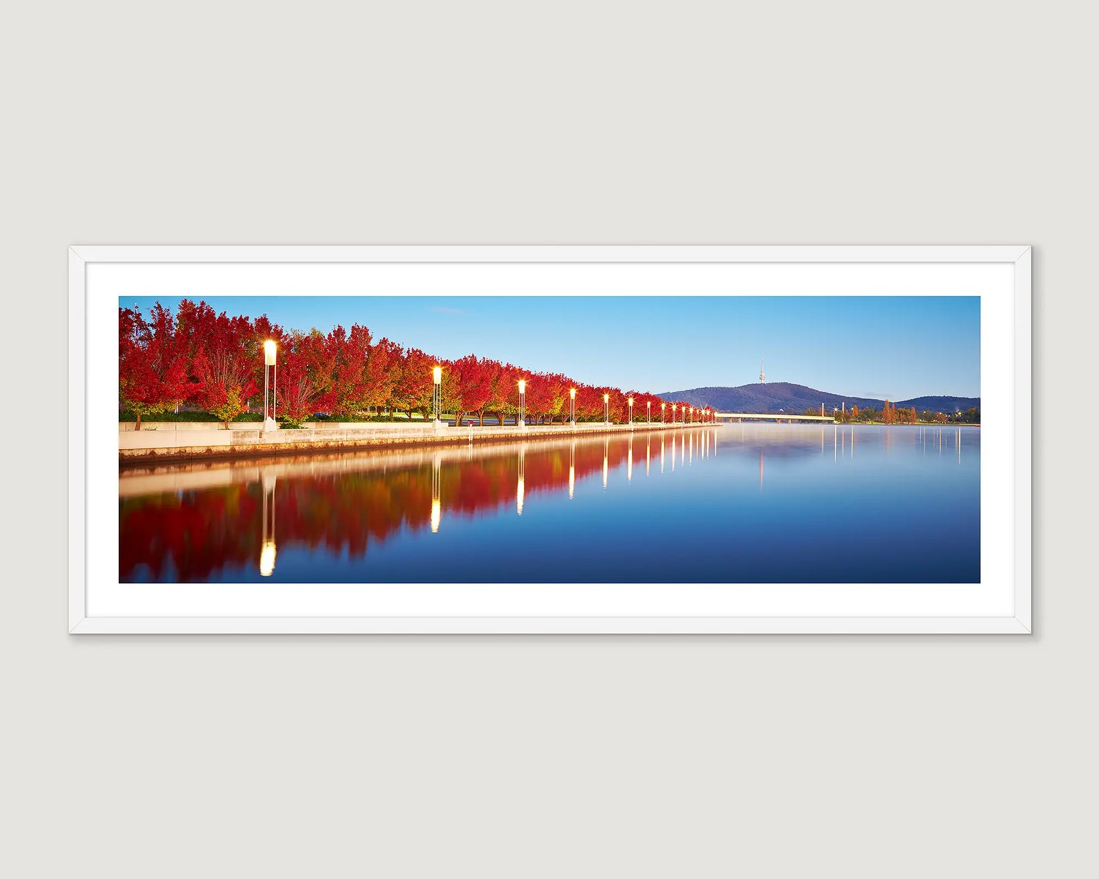 Framed photograph of a row of trees turning red in autumn, along Lake Burley Griffin on a blue sky day in Canberra. 