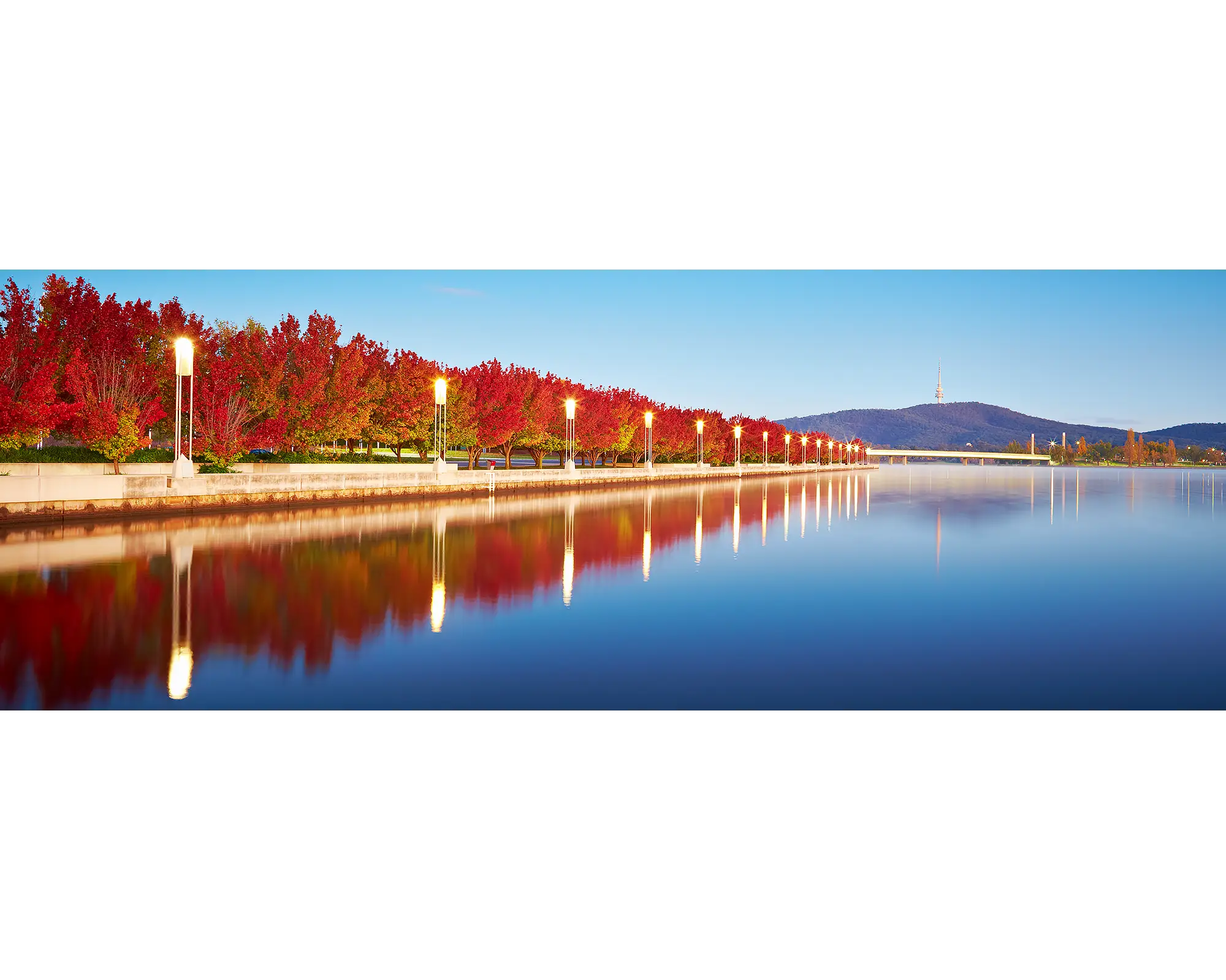 Red autumn trees beside Lake Burley Griffin at sunrise. 