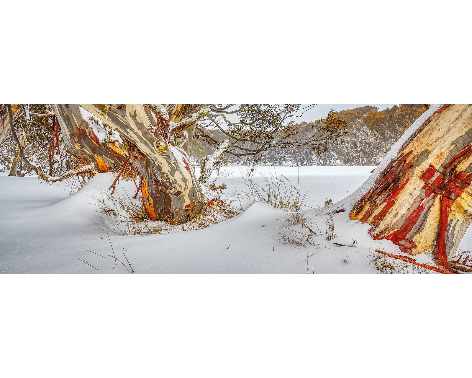 Snow gums and snow near Dinner Plain, Victoria. 