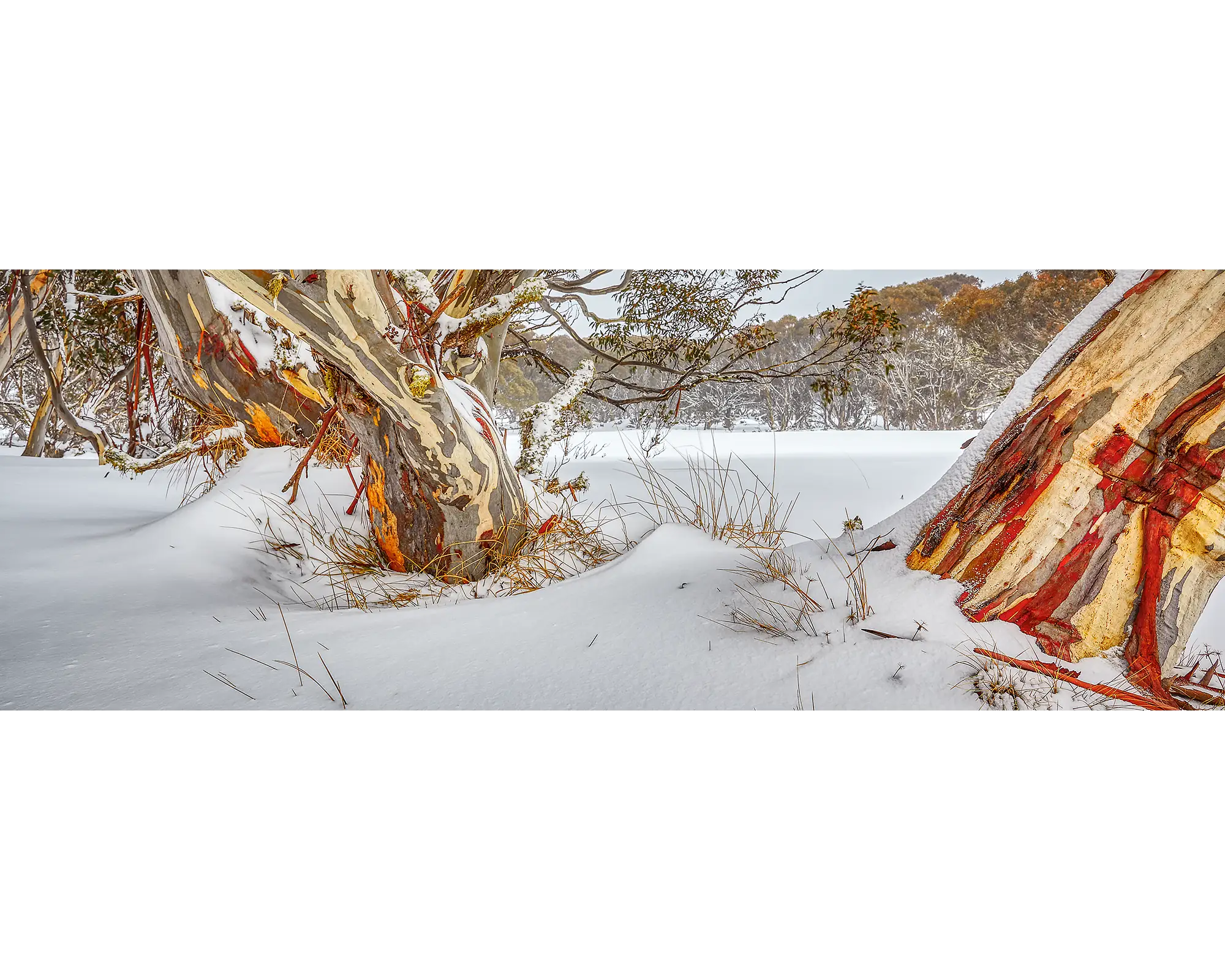 Snow gums and snow near Dinner Plain, Victoria. 