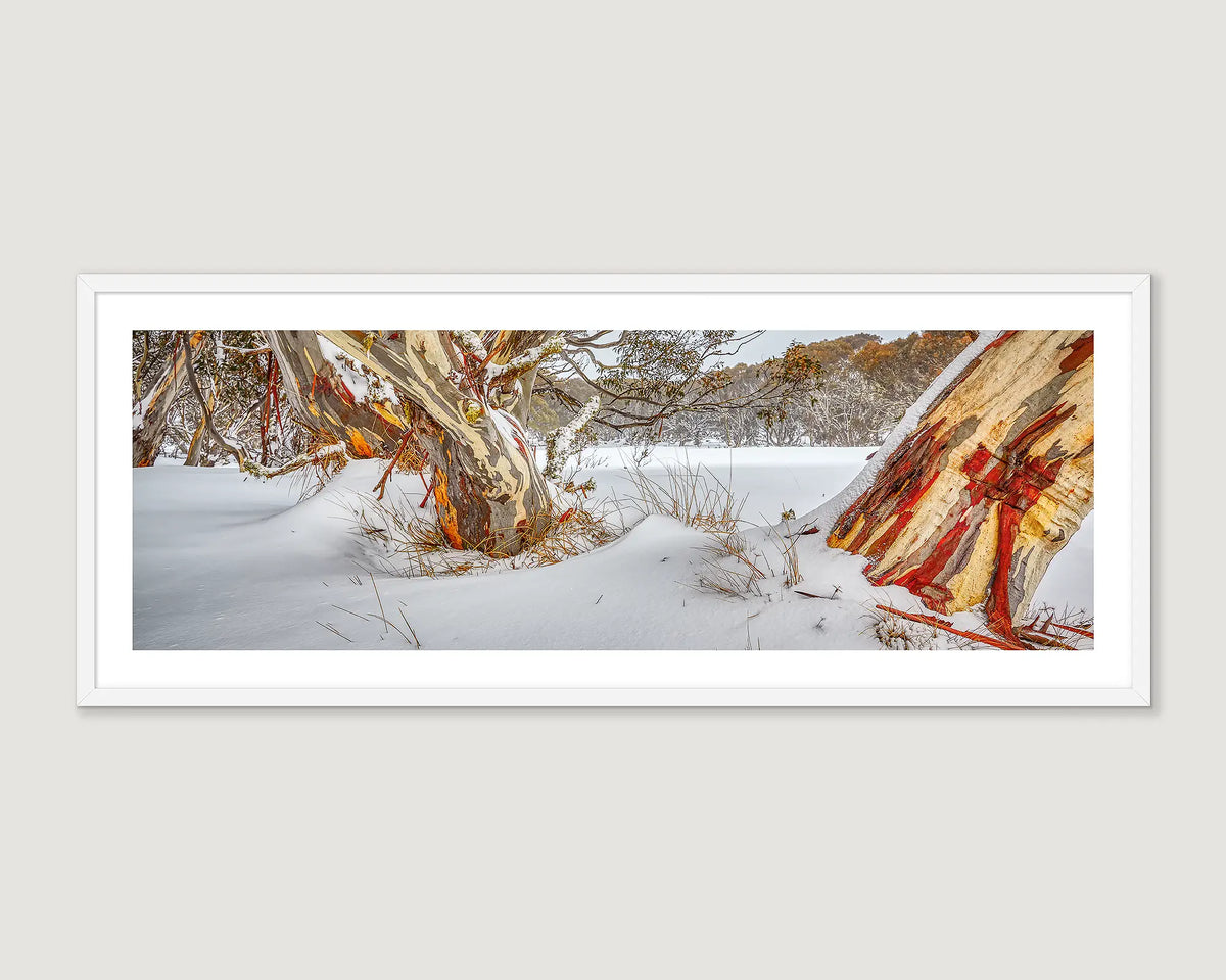 Framed photograph of a snowy landscape with snow gums on Diner Plains, Alpine National Park. 