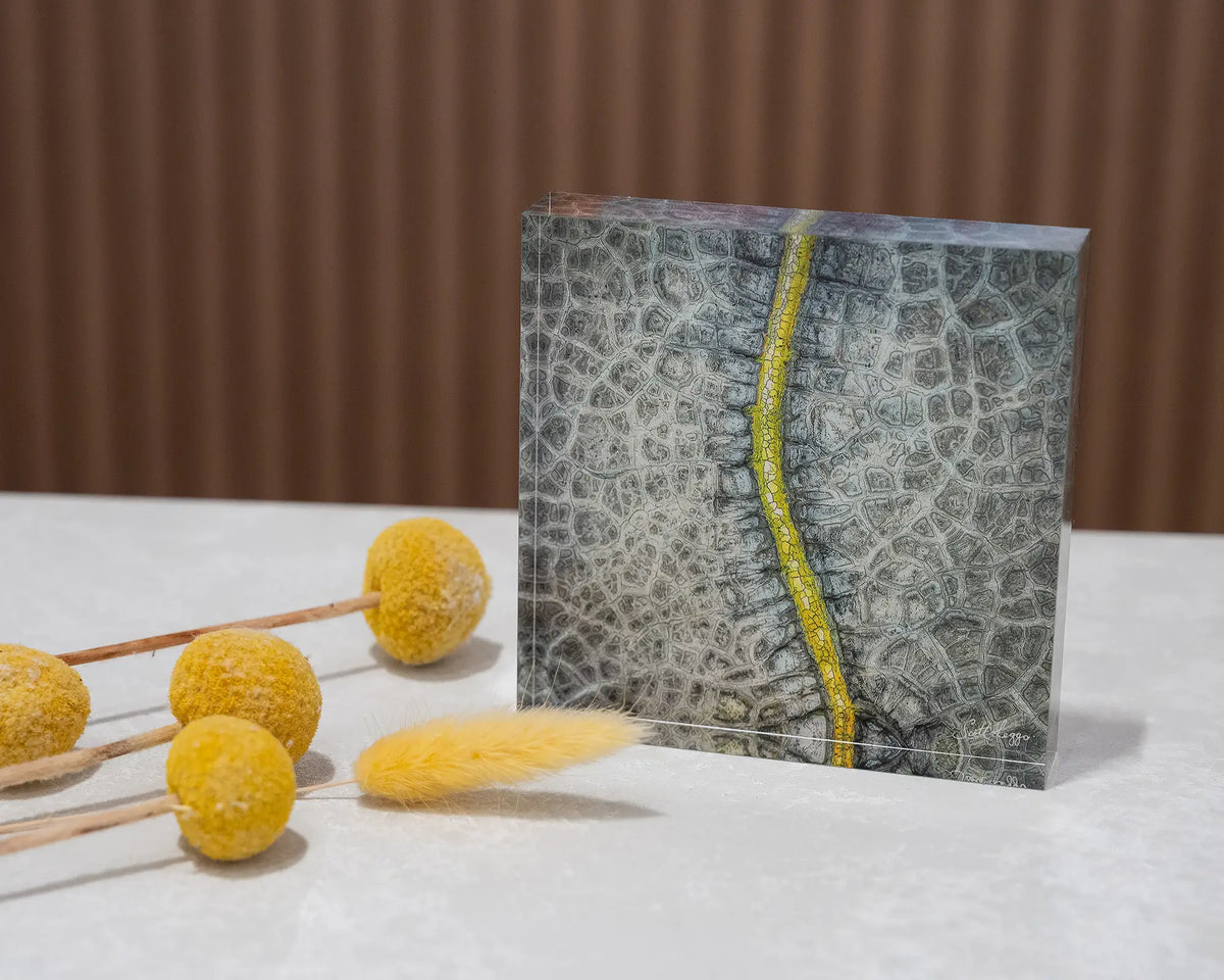 Backbone. Acrylic block abstract aerial photograph over dried dam, styled with flowers.
