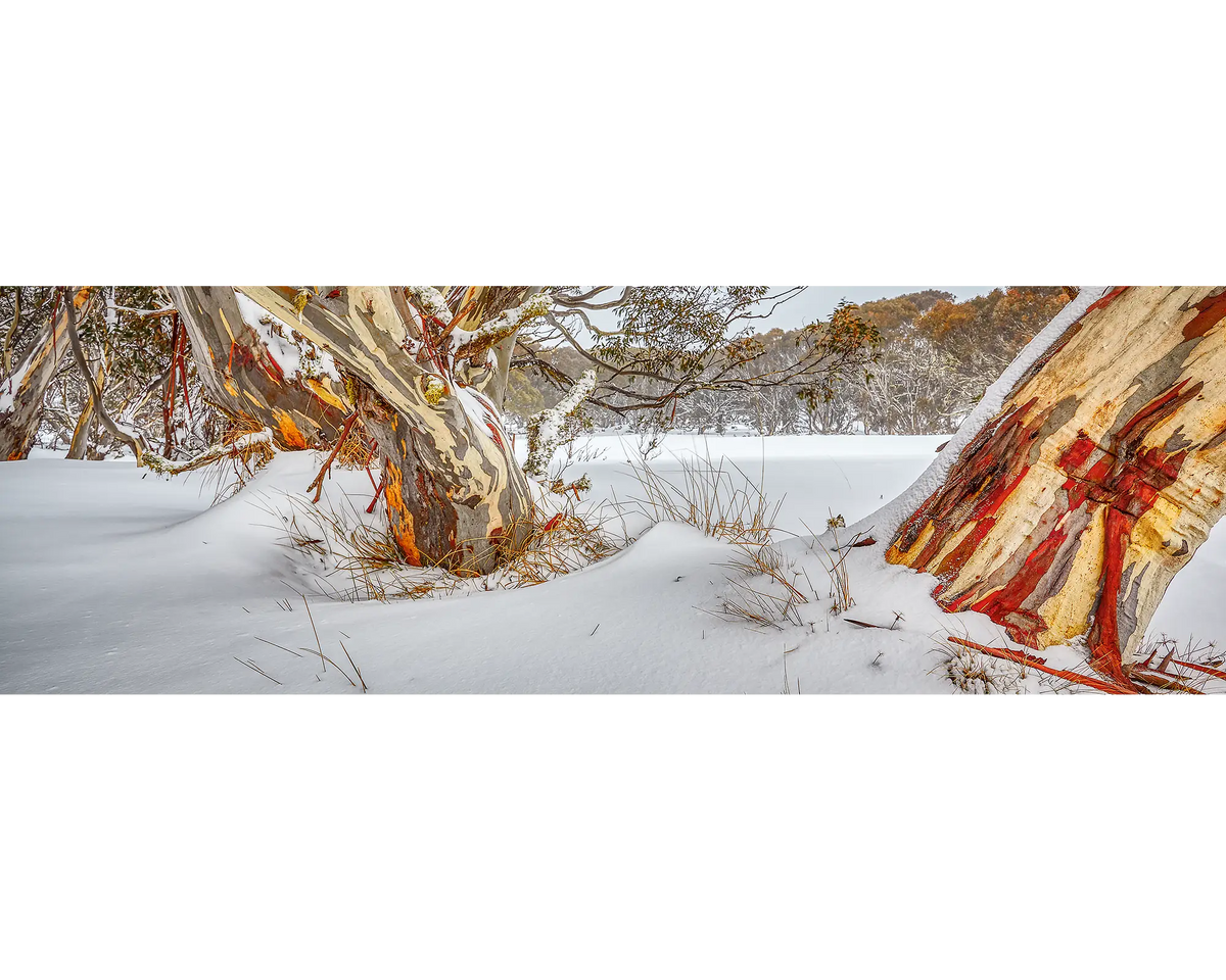 Back Country - Snow gums in snow, Dinner Plain, Victoria, Australia.