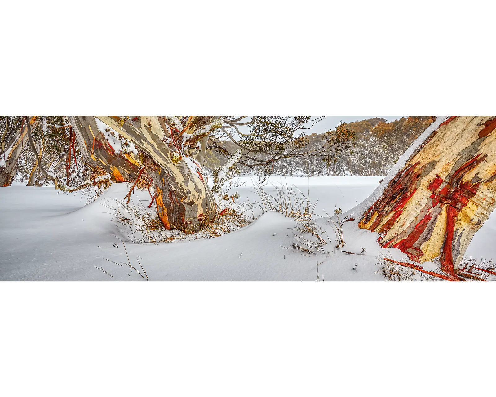 Back Country. Snow gums, Dinner Plain, Victoria, Australia.