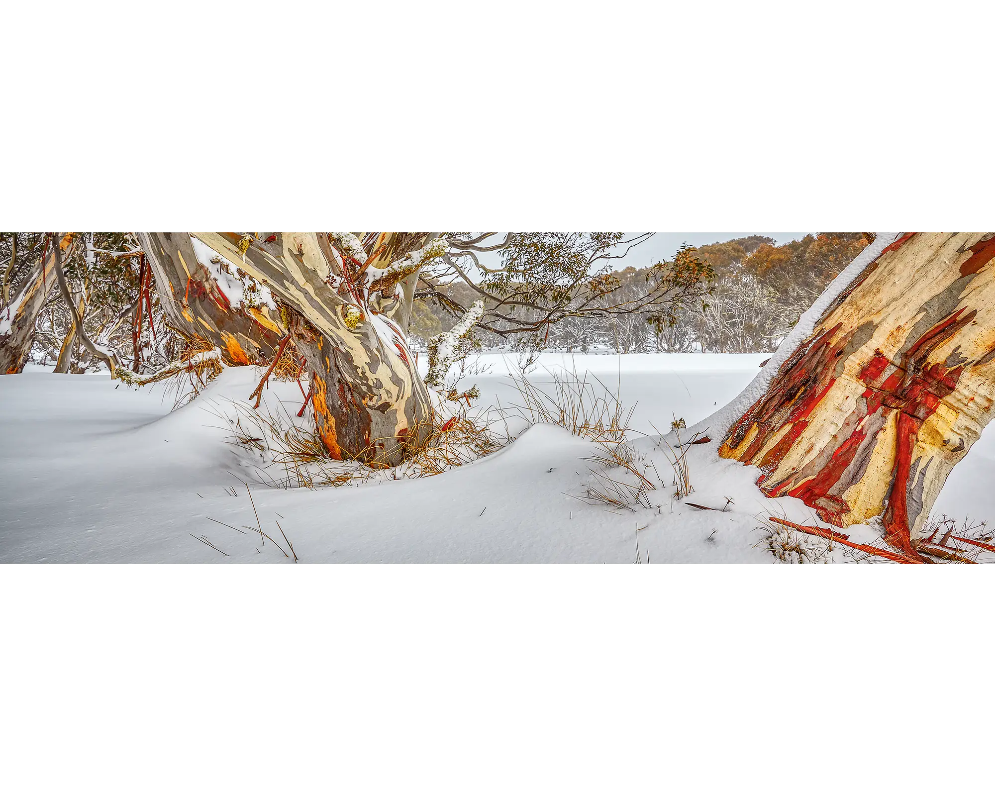 Back Country - Snow gums in snow, Dinner Plain, Victoria, Australia.