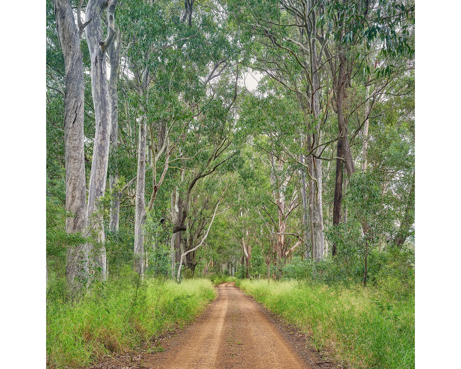 Backroad. Tall gum trees either side of a dirt road in the Hunter Valley 