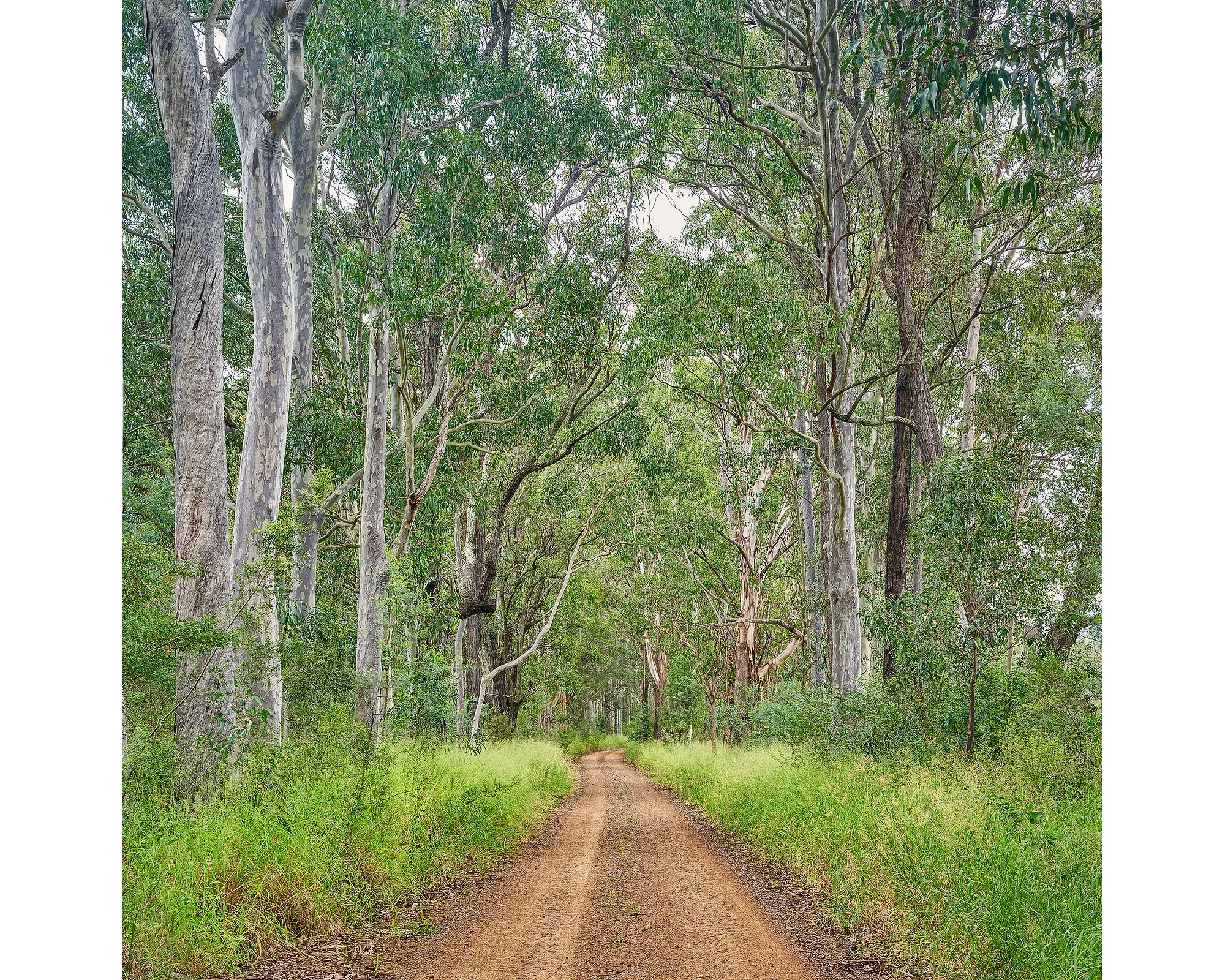 Backroad. Tall gum trees either side of a dirt road in the Hunter Valley 