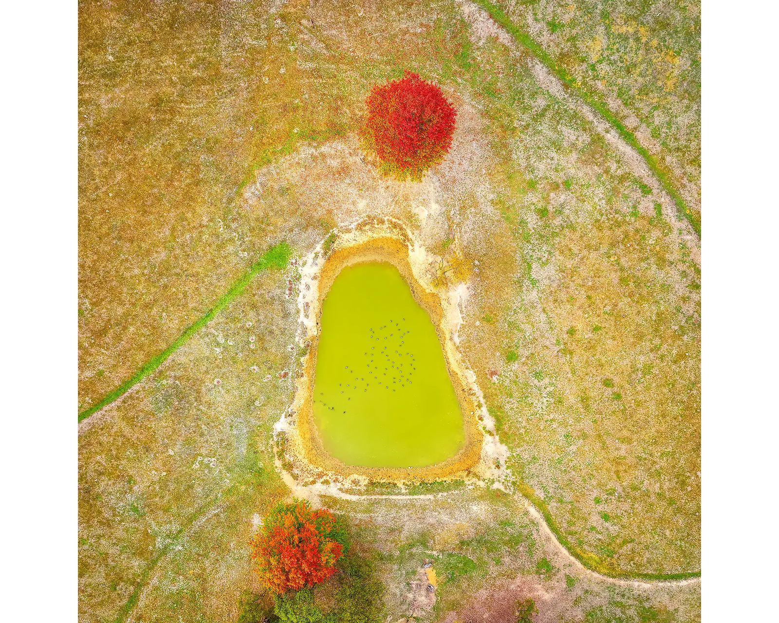 Ball Game. Aerial view of a farm dam, Brindabella, New South Wales.