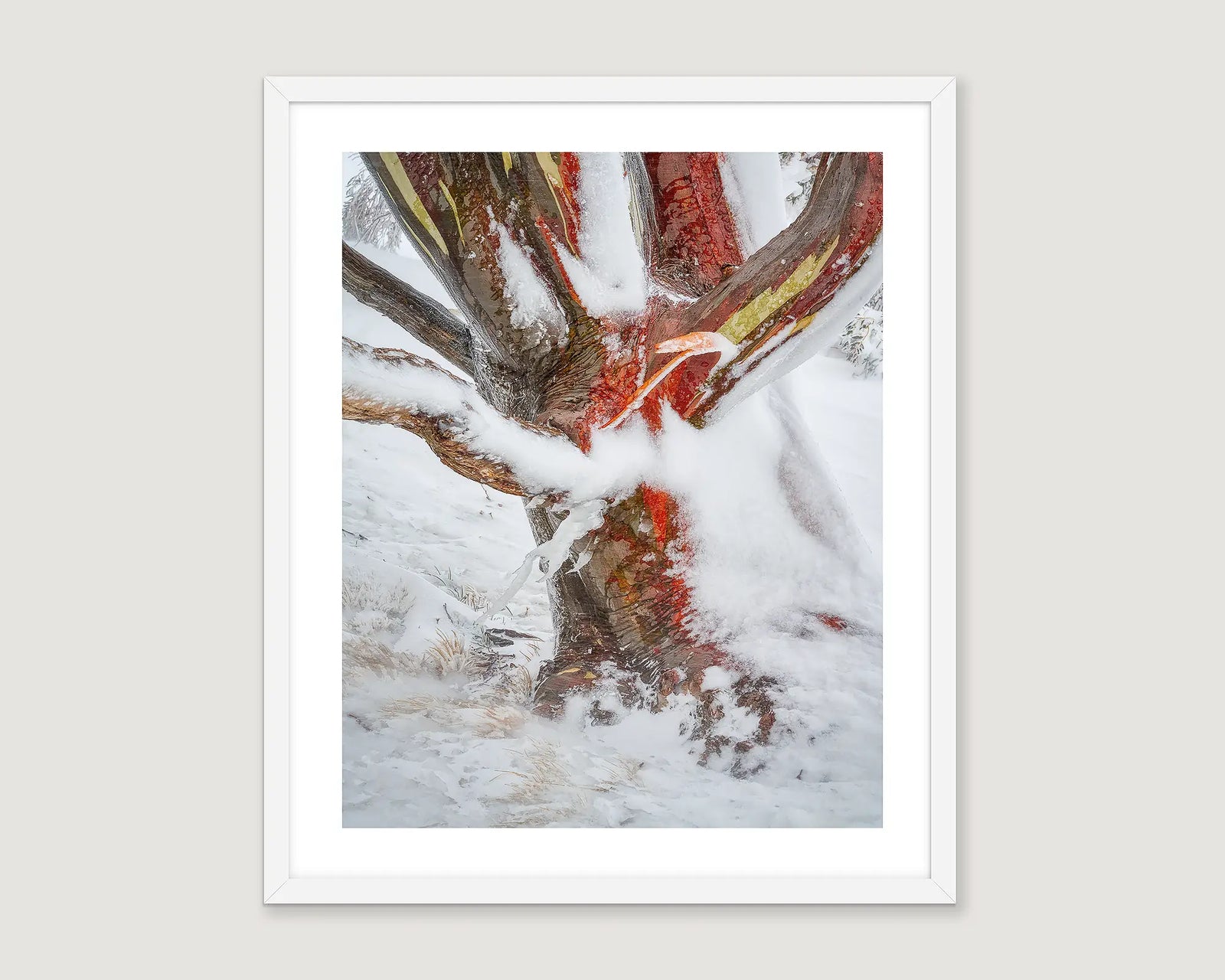 Framed photograph of a snow gum in heavy snow and ice, Charlottes Pass. 