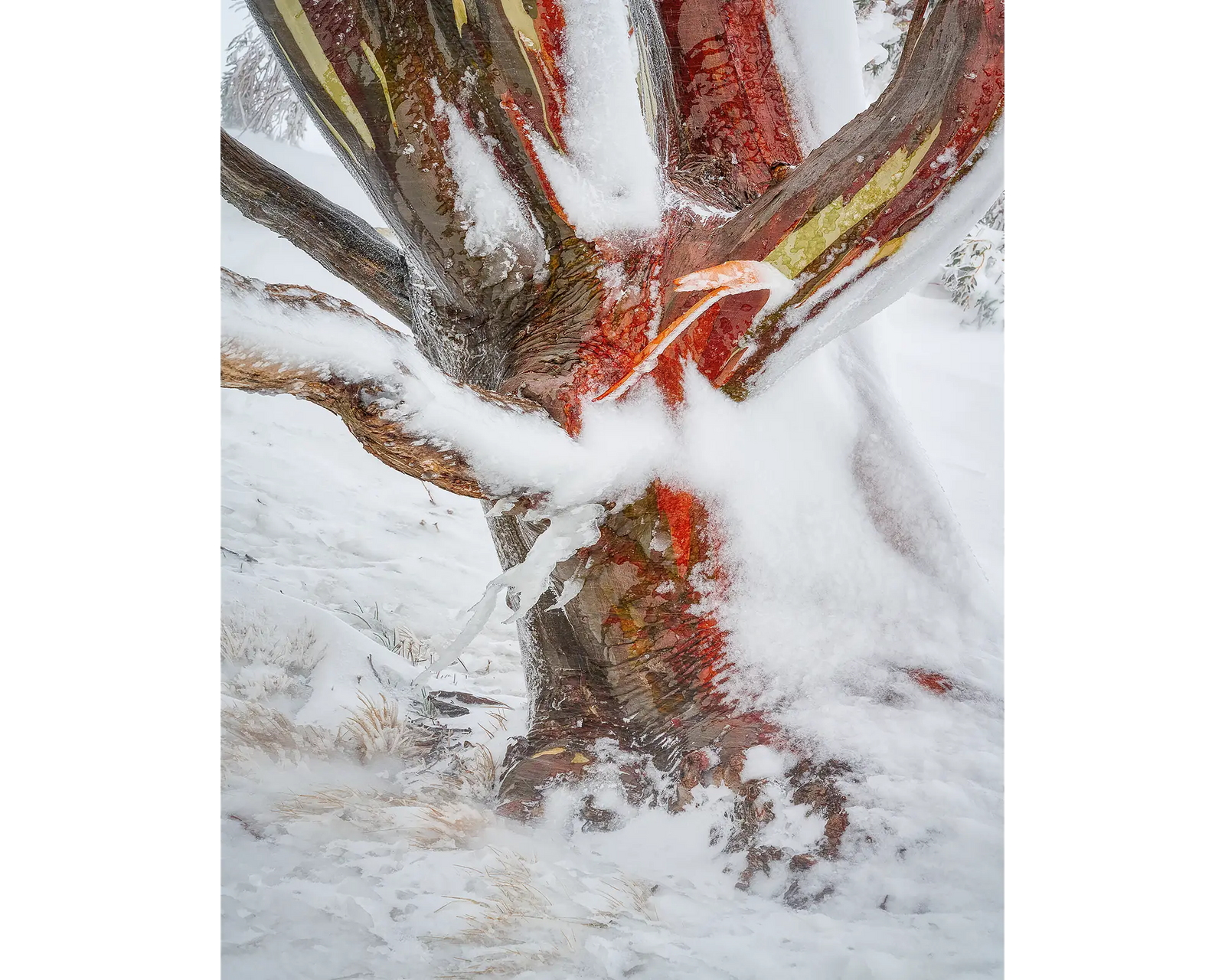 Battered. Snow gum covered in snow and ice at Charlotte's Pass, Kosciuszko National Park. 