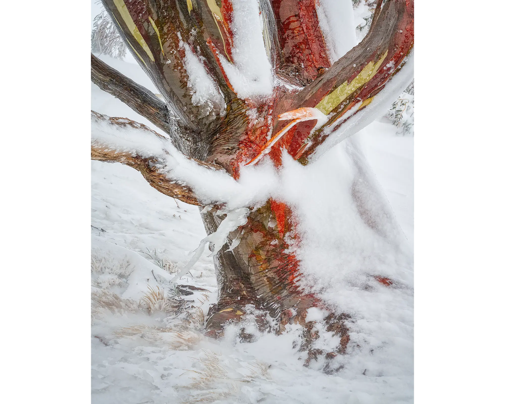Battered. Snow gum covered in snow and ice at Charlotte's Pass, Kosciuszko National Park. 
