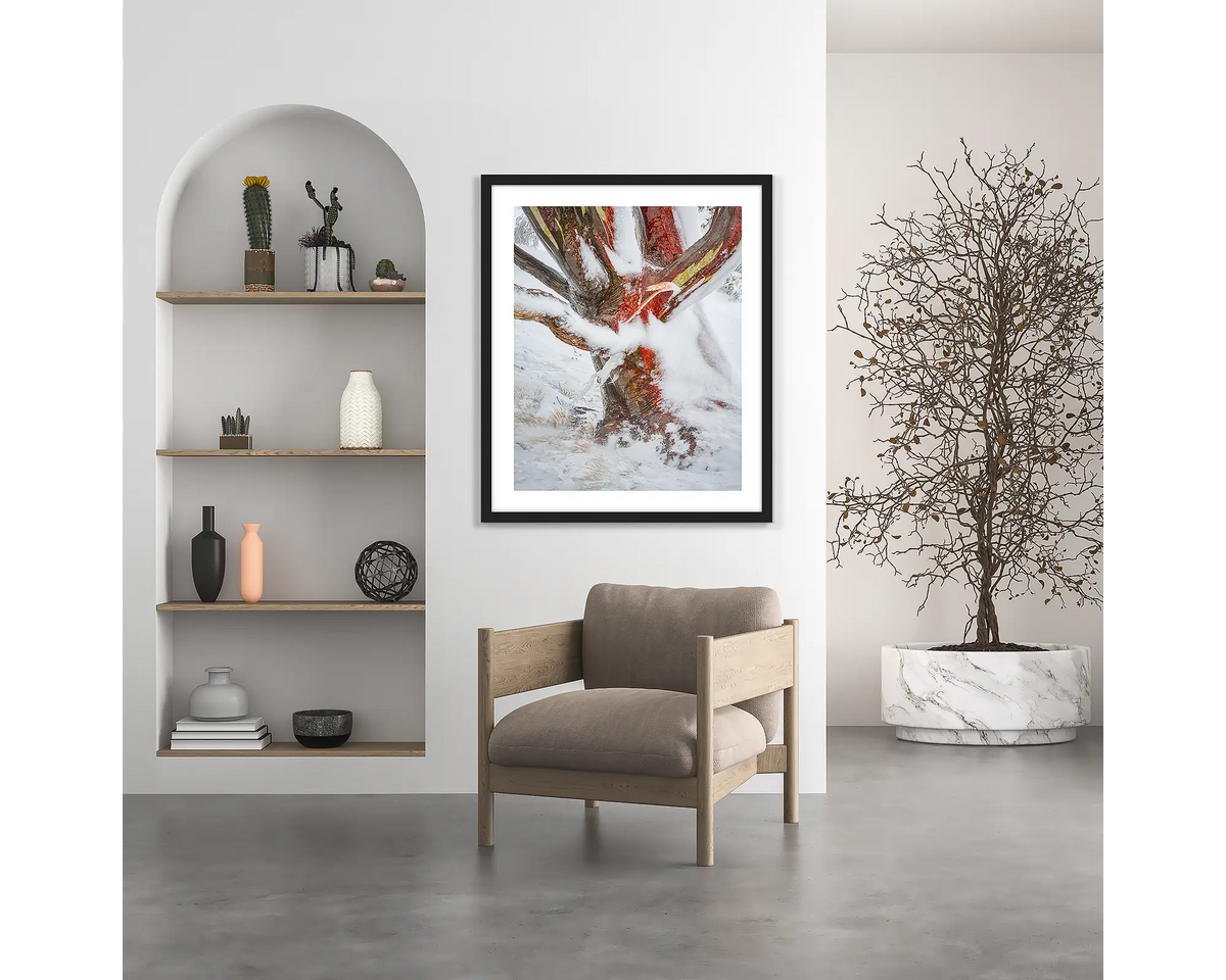 Battered. Wall art print of a snow gum covered in snow and ice, framed in a black frame and hung in an entrance area. 