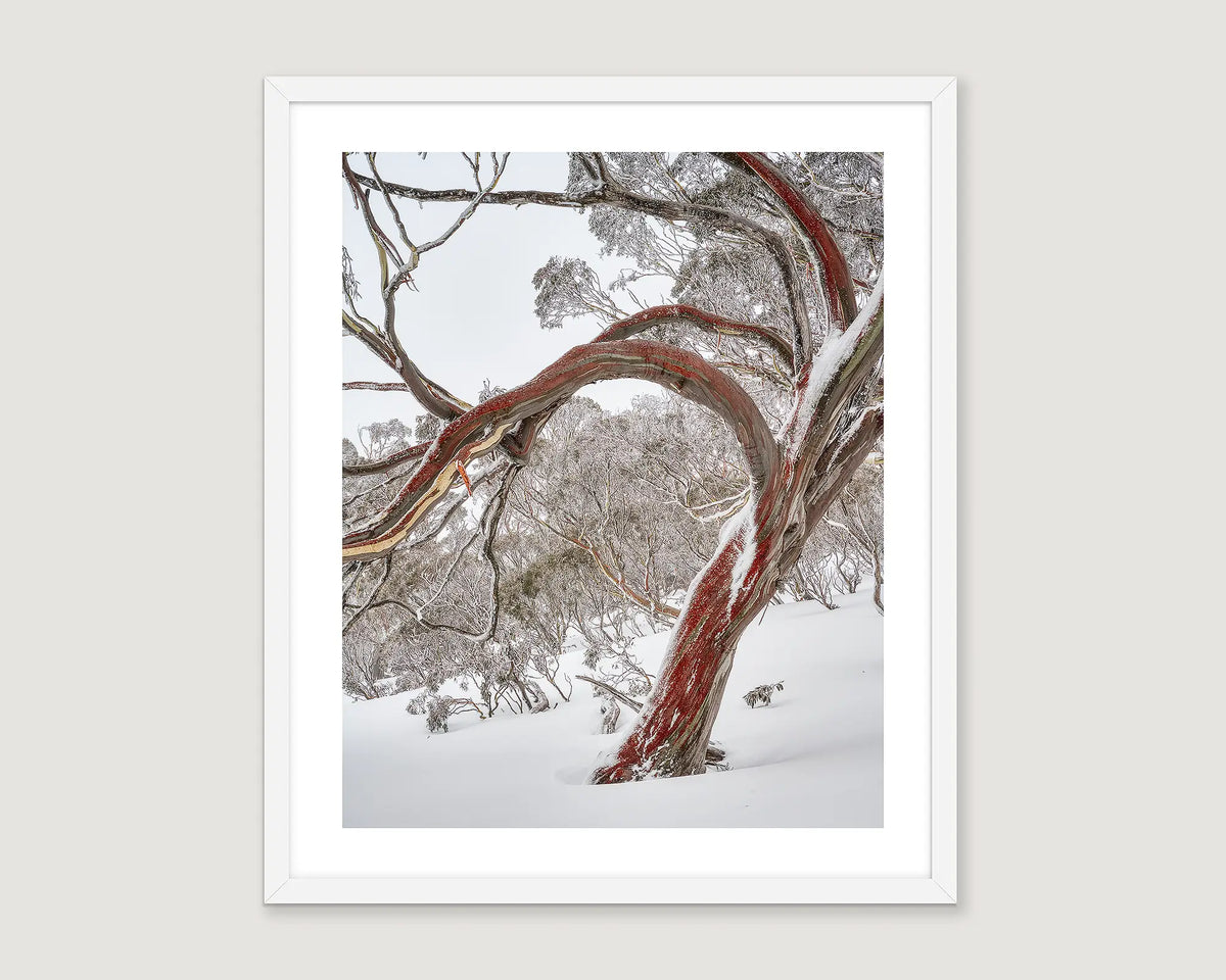 Framed wall art print of a bent snow gum with red bark, in heavy snow, the Australia Alps. 