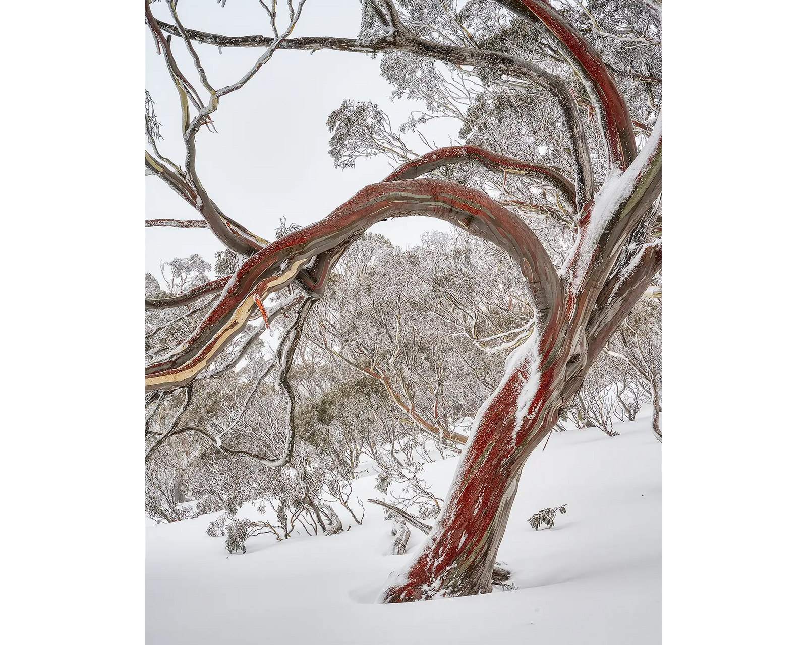 Bent. Snow gum in snow with red bark, Kosciuszko National Park.
