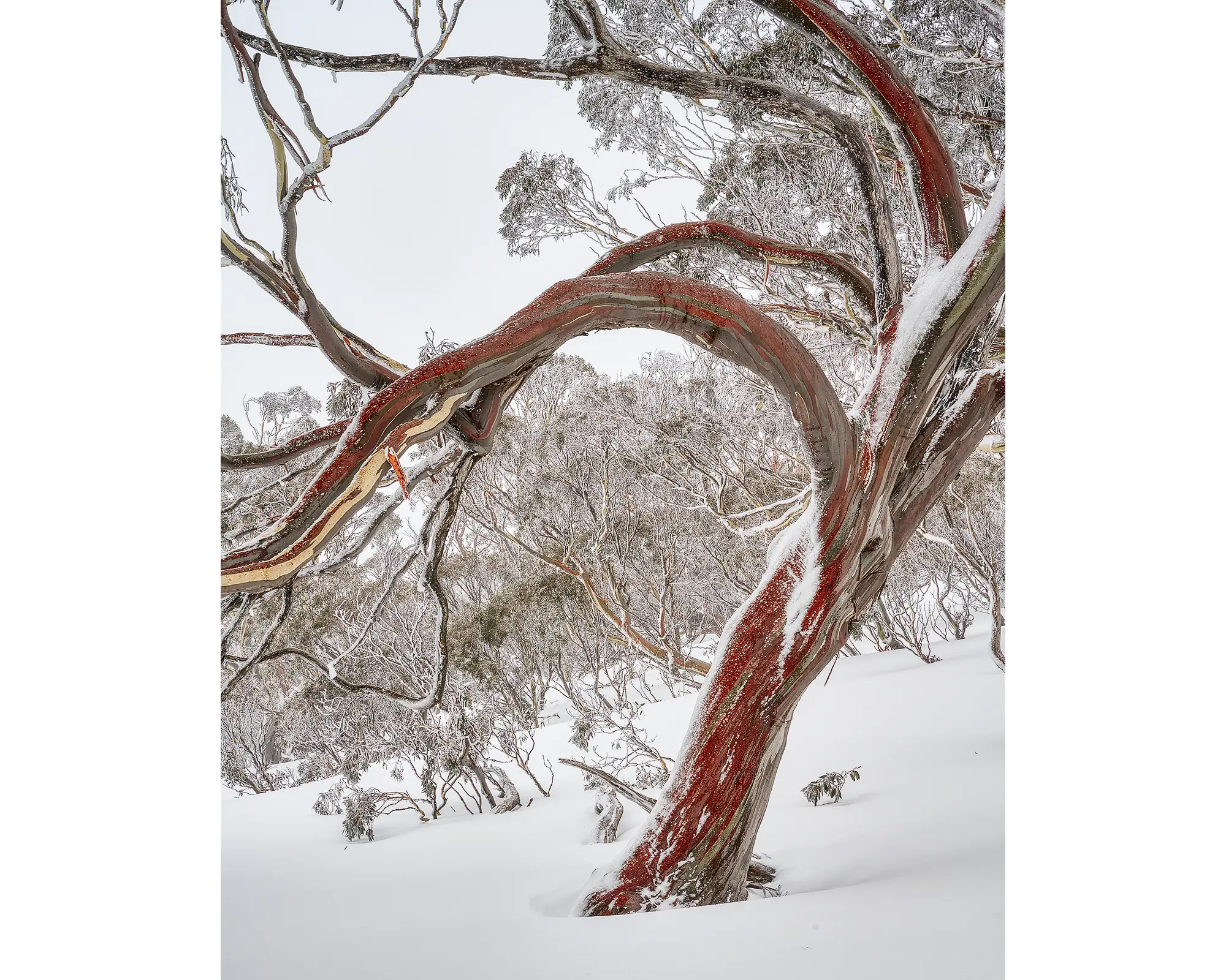 Bent. Snow gum in snow with red bark, Kosciuszko National Park.