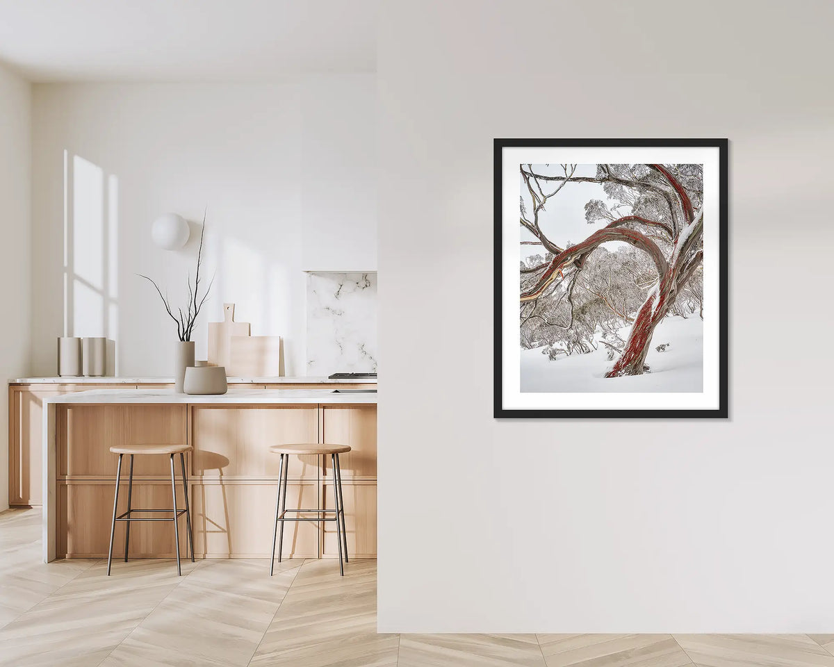 Bent. Wall art print with a black frame, hung outside a kitchen, featuring a snow gum with red bark in snow, Kosciuszko National Park. 