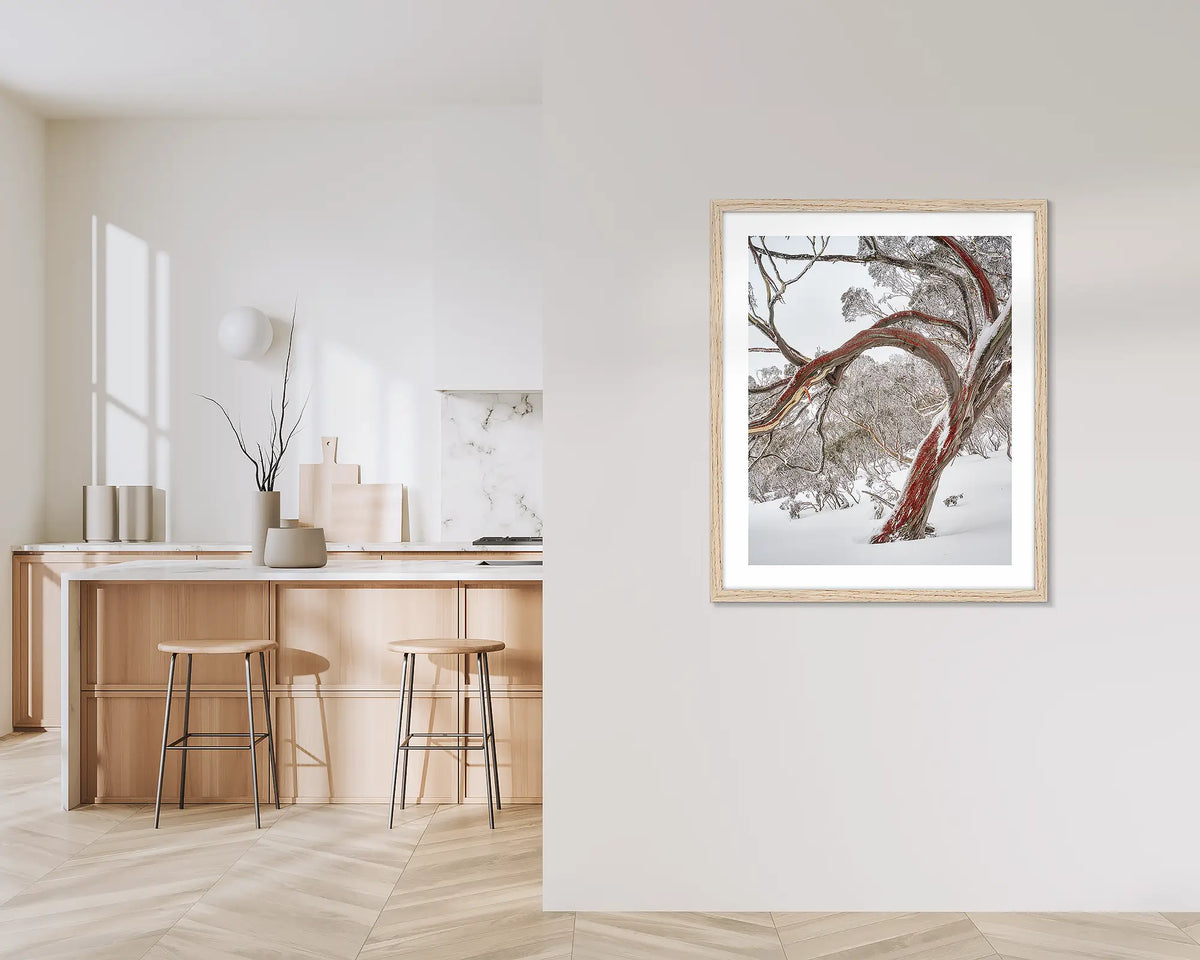 Bent. Wall art print with a timber frame, hung outside a kitchen, featuring a snow gum with red bark in snow, Kosciuszko National Park. 