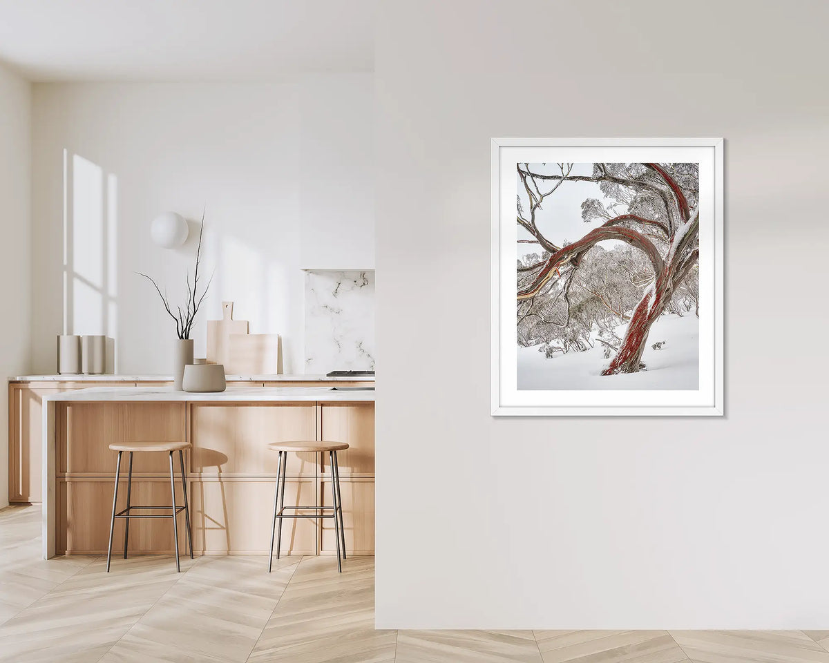Bent. Wall art print with a white frame, hung outside a kitchen, featuring a snow gum with red bark in snow, Kosciuszko National Park. 