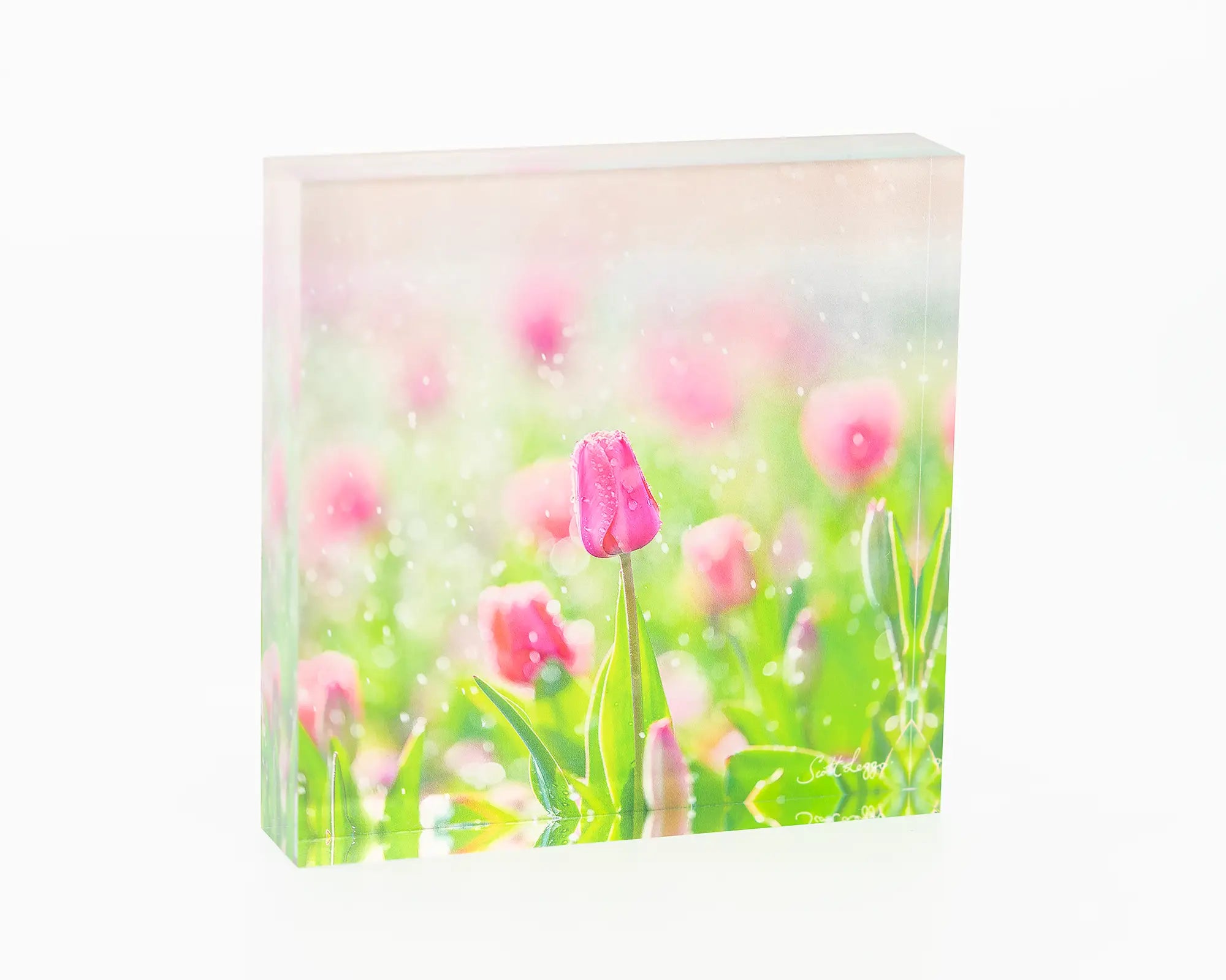 Bloom acrylic block - Floriade Canberra artwork.