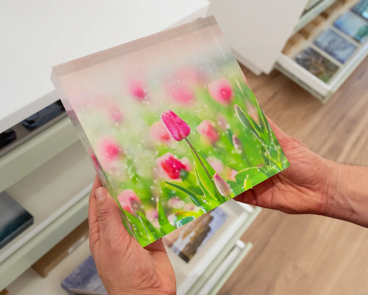 Bloom. Acrylic block of tulips with water droplets, Floriade, Canberra, hand held in gallery.