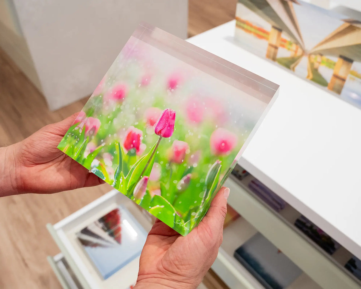 Bloom. Acrylic block of tulips with water droplets, Floriade, Canberra, held in hands.