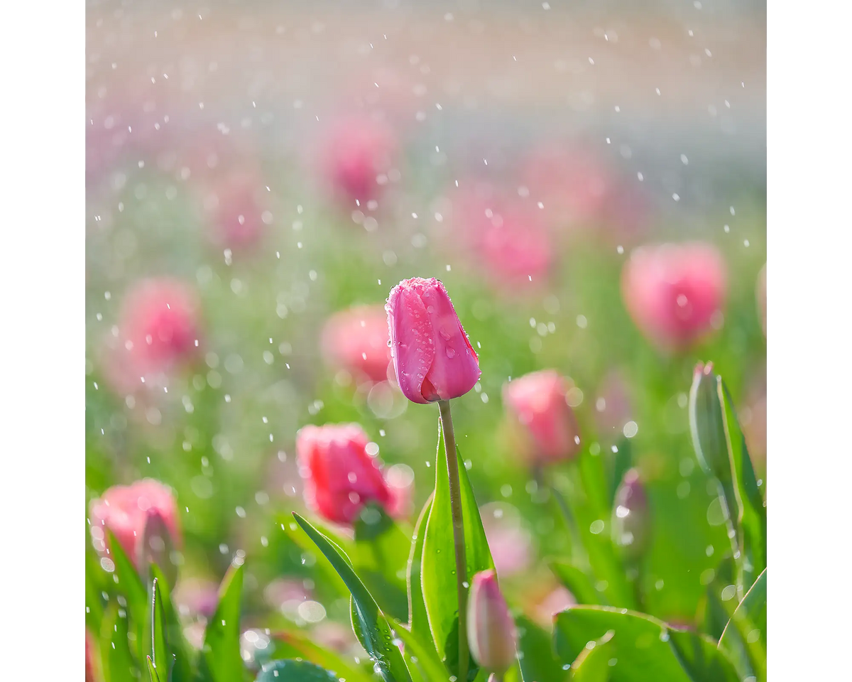 Pink tulips with water droplets at Floriade.