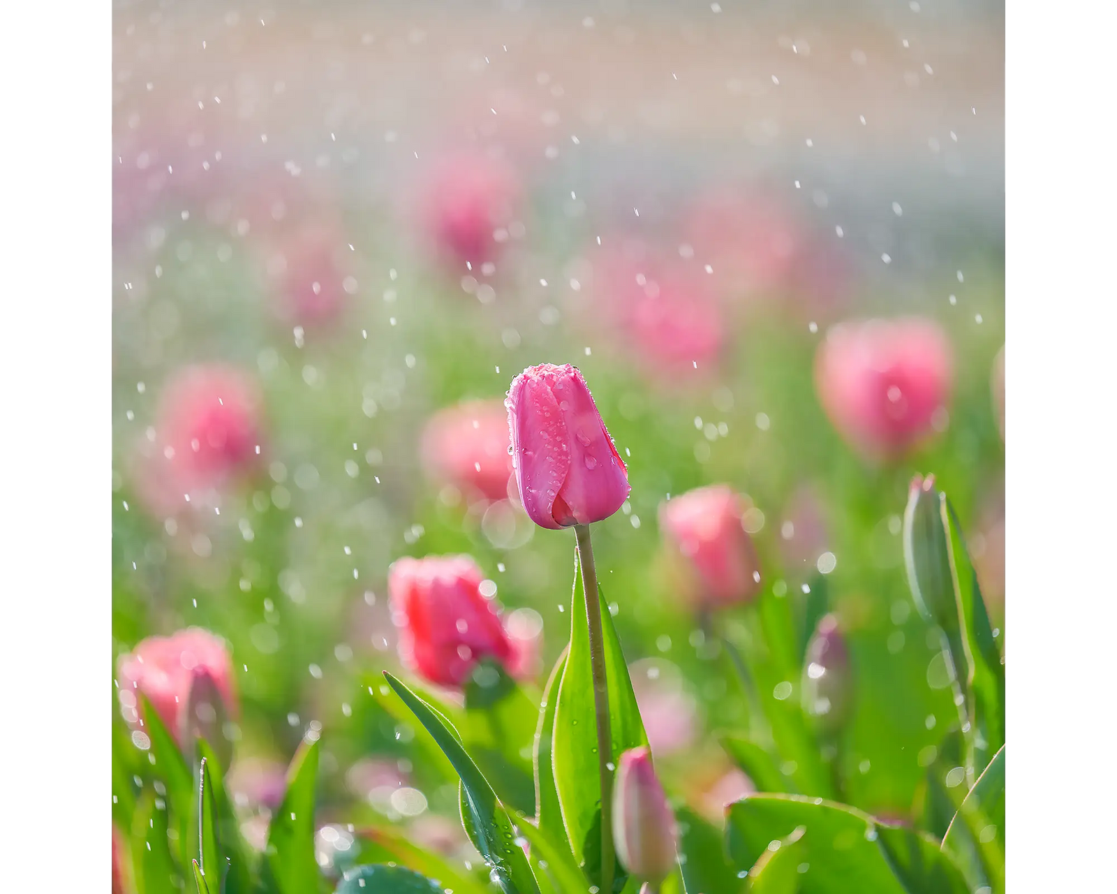Bloom. Tulip with water droplets at Floriade, Canberra.