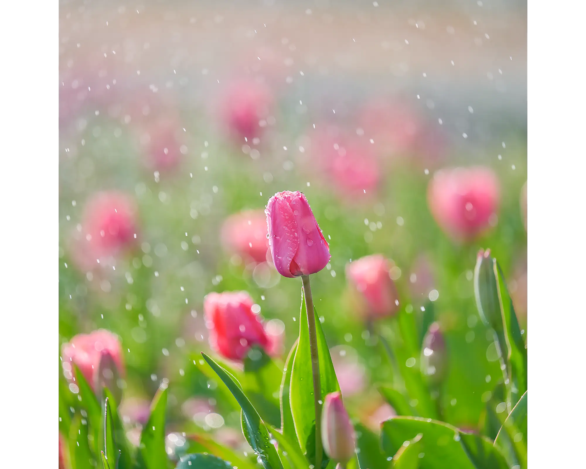 Bllom - tulip with water droplets at Floriade, Canberra.