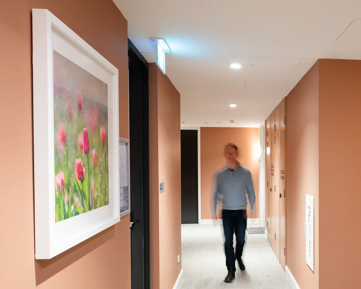 Bloom. Tulips with water droplets Floriade festival, Canberra, in commercial space with person walking down corridor.