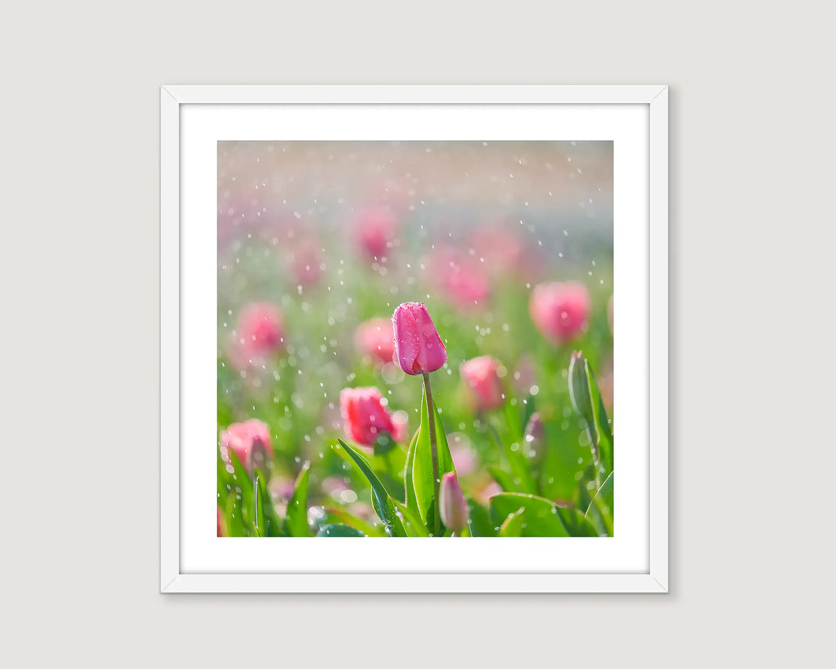 Framed wall art print of rain drops on pink tulips at Floriade. 