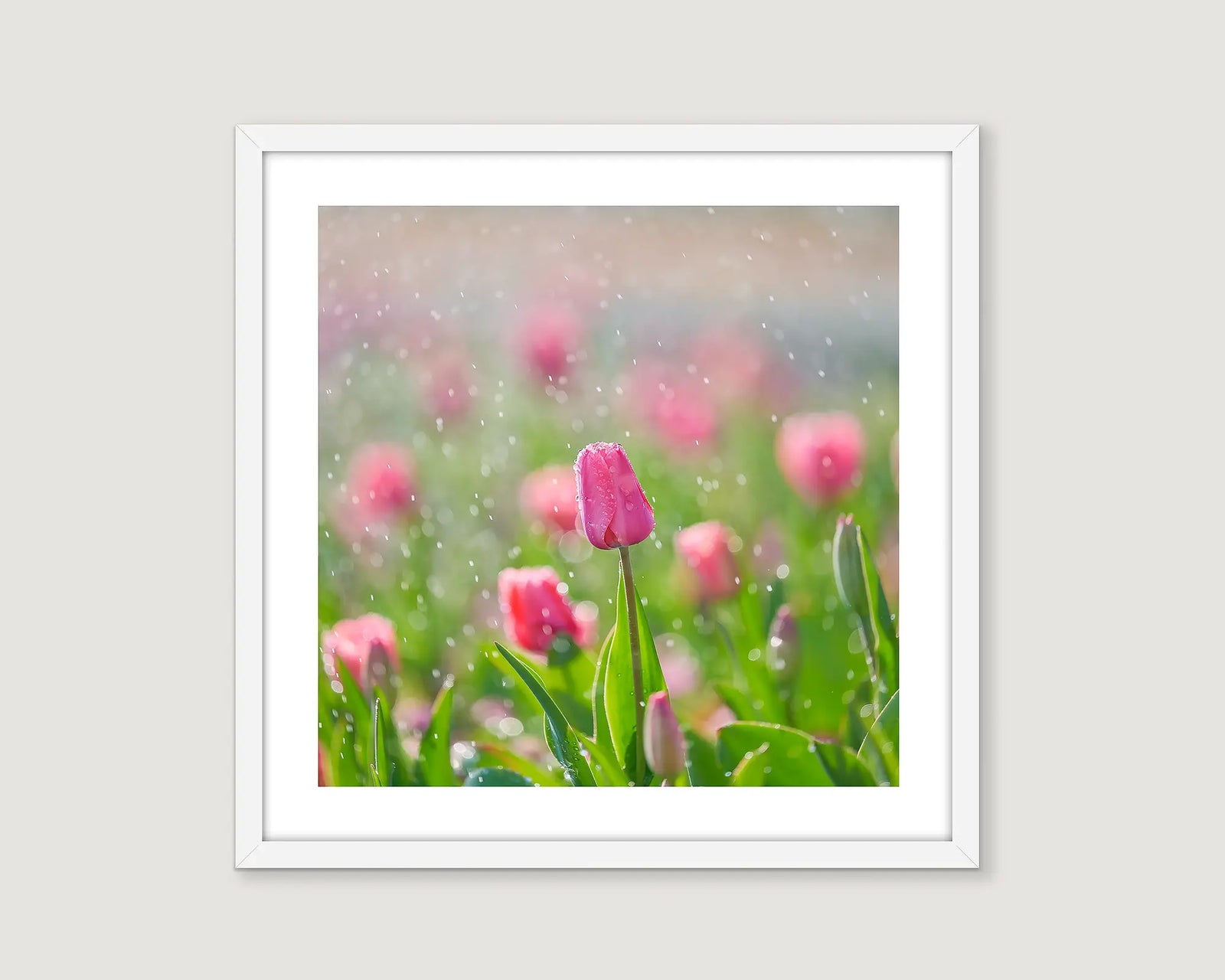 Framed wall art print of rain drops on pink tulips at Floriade. 