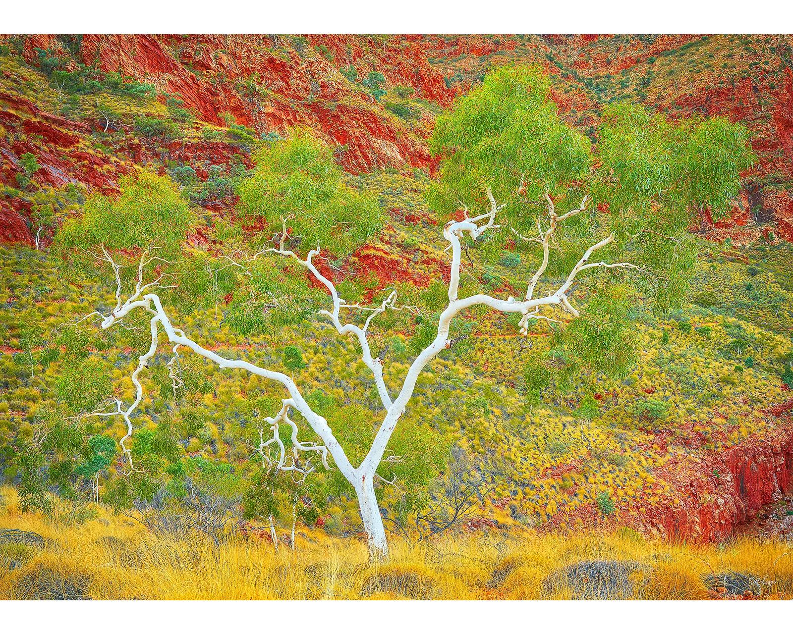 Branches of Life. 1000 piece jigsaw puzzle – front of box.