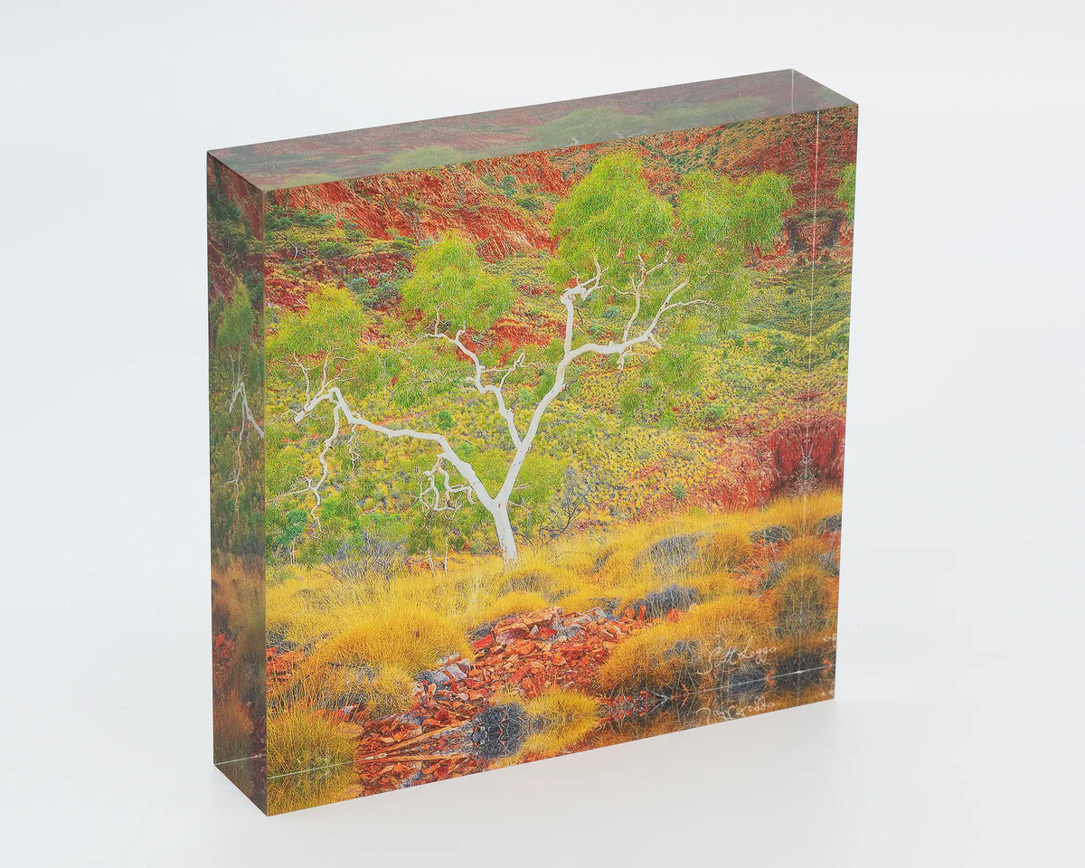 Branches Of Life - Acrylic Block - Ghost Gum
