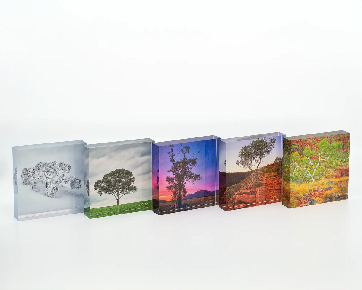 Branches Of Life acrylic block next to other blocks.