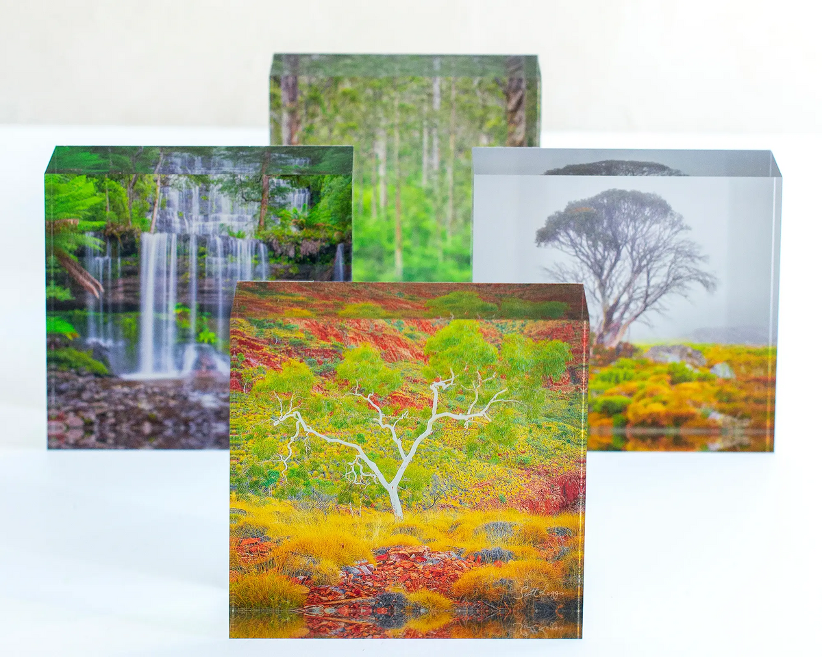 Branches Of Life acrylic block - outback artwork sitting with other square acrylic blocks.