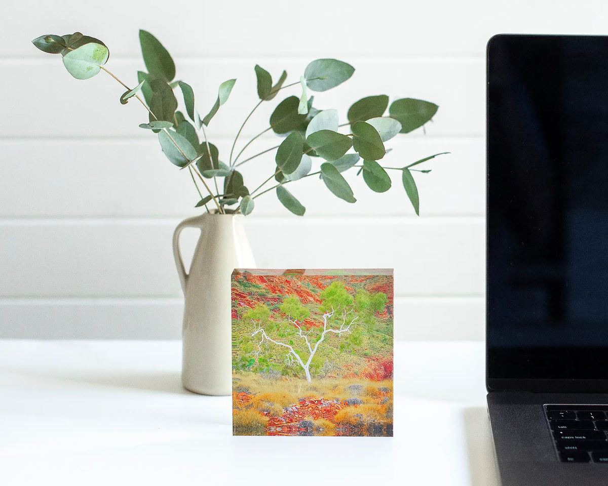 Branches Of Life acrylic block  - Outback Ghost Gum sitting next to latop.