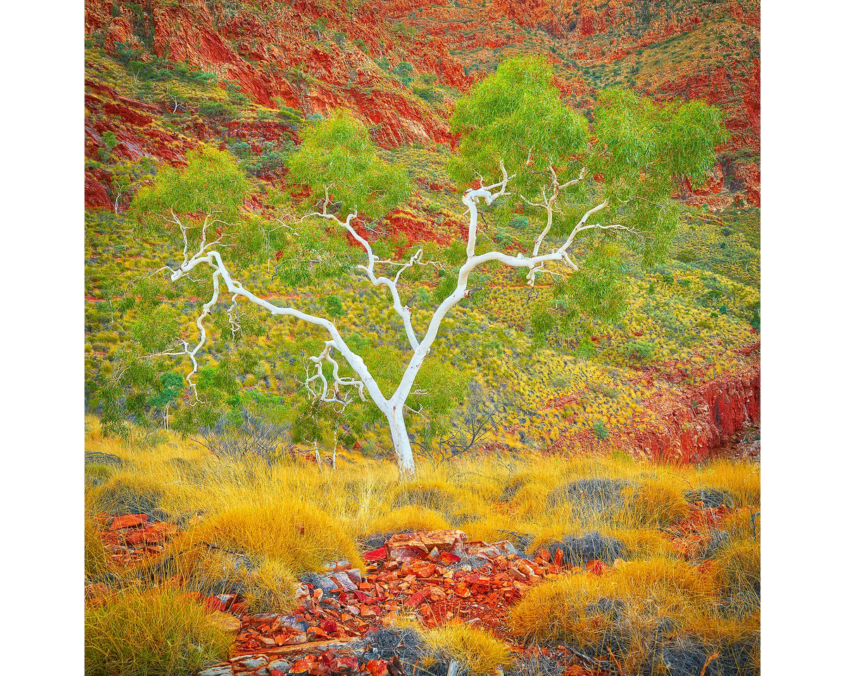 A ghost gum in the West MacDonnell Ranges, Northern Territory. 